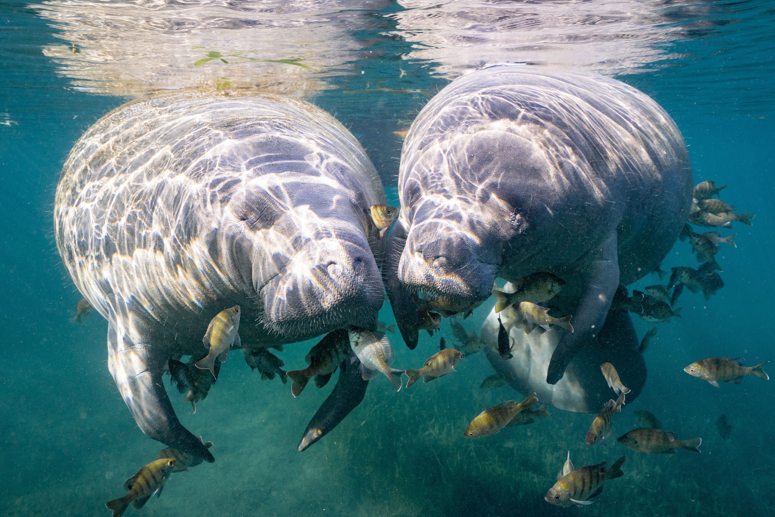 Laut Feds die Chancen von Florida Seeküchen, als gefährdet auszusehen, aussehen