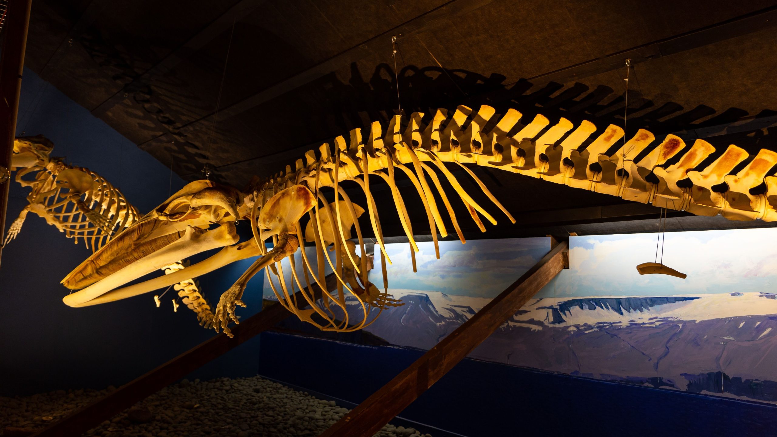 16,5 Millionen Jahre alter „ungewöhnlich vollständiger“ Baleen Whale Fossil vor der Küste Santa Barbara