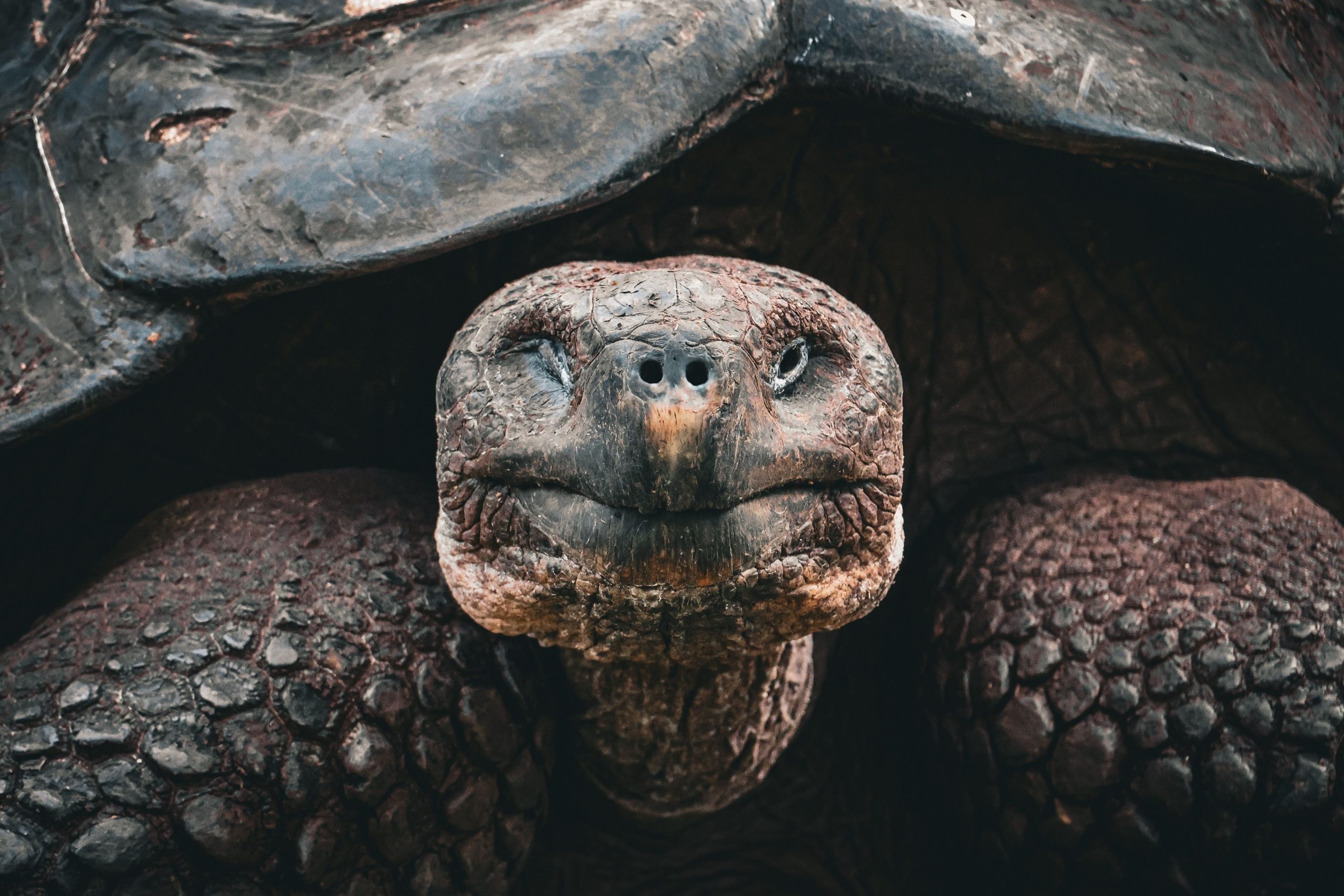 Diese gefährdete Schildkröte wurde einfach zur ältesten Mutter der Welt im Alter von 100 Jahren