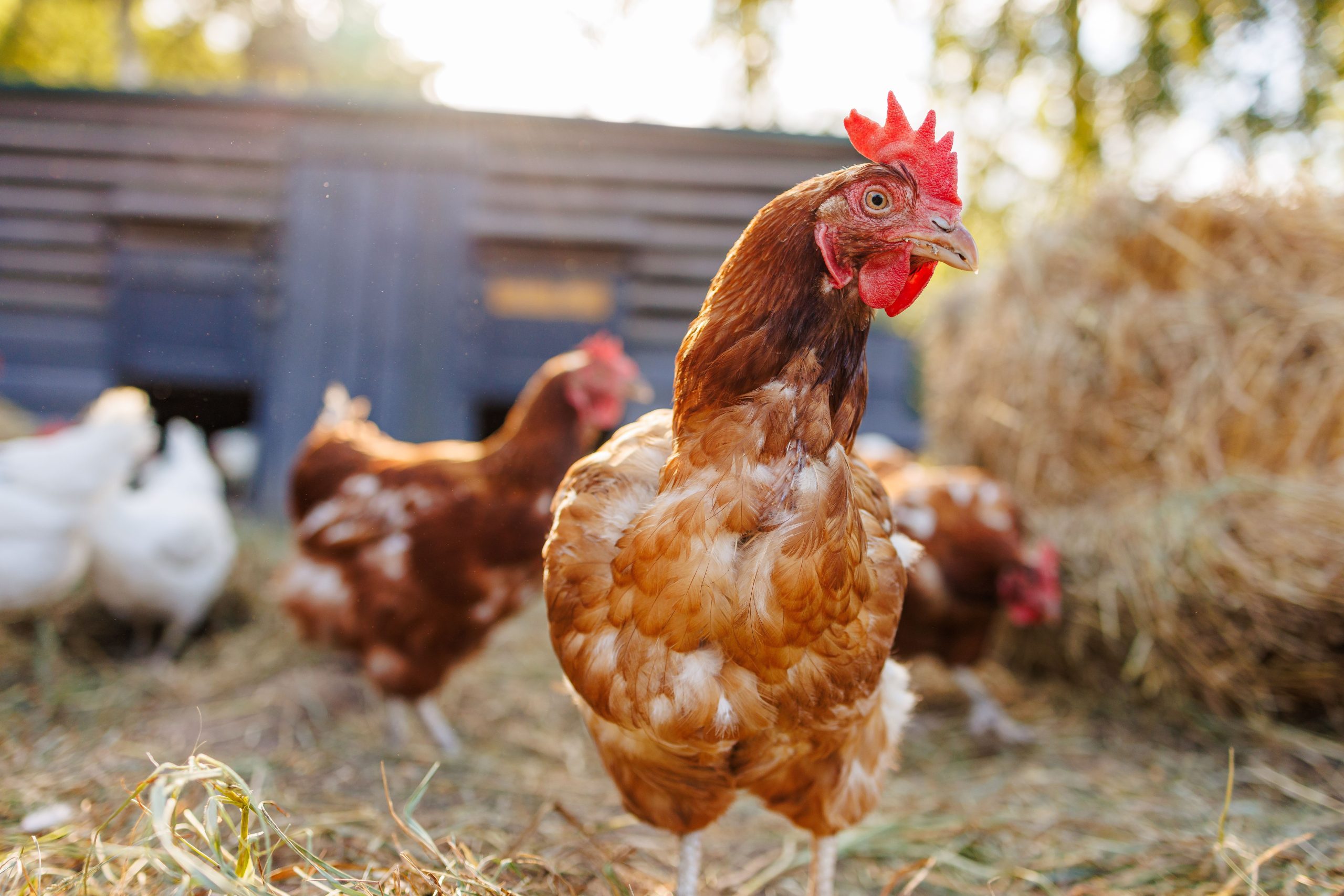Die Vogelgrippe breitet sich auf texanische Säugetiere aus, während die Bewohner von Michigan damit Probleme haben, es einzudämmen