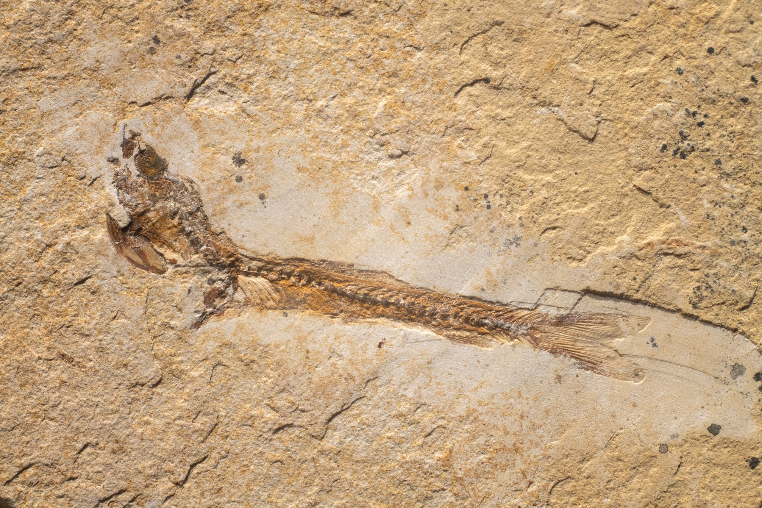 15 Millionen Jahre alte neue Artenfossil hat Experten, die aus einem ungewöhnlichen Grund erregt wurden