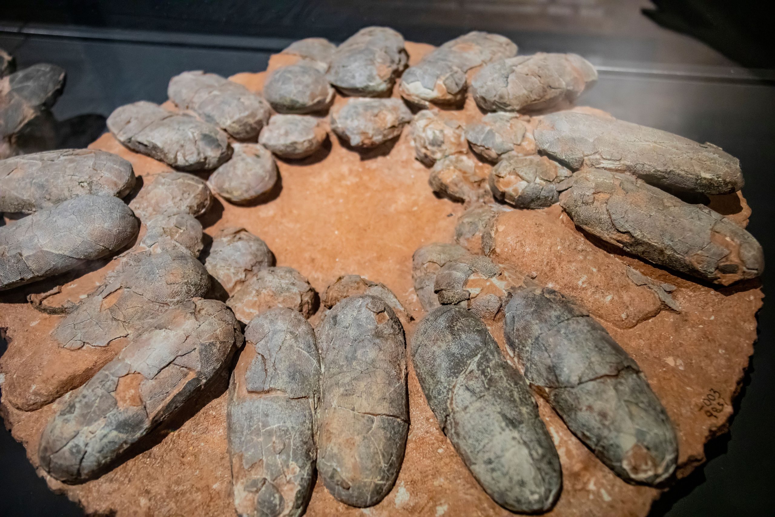 Wissenschaftler finden „vollständig intakte“ 80 Millionen Jahre alte Dinosauriereier