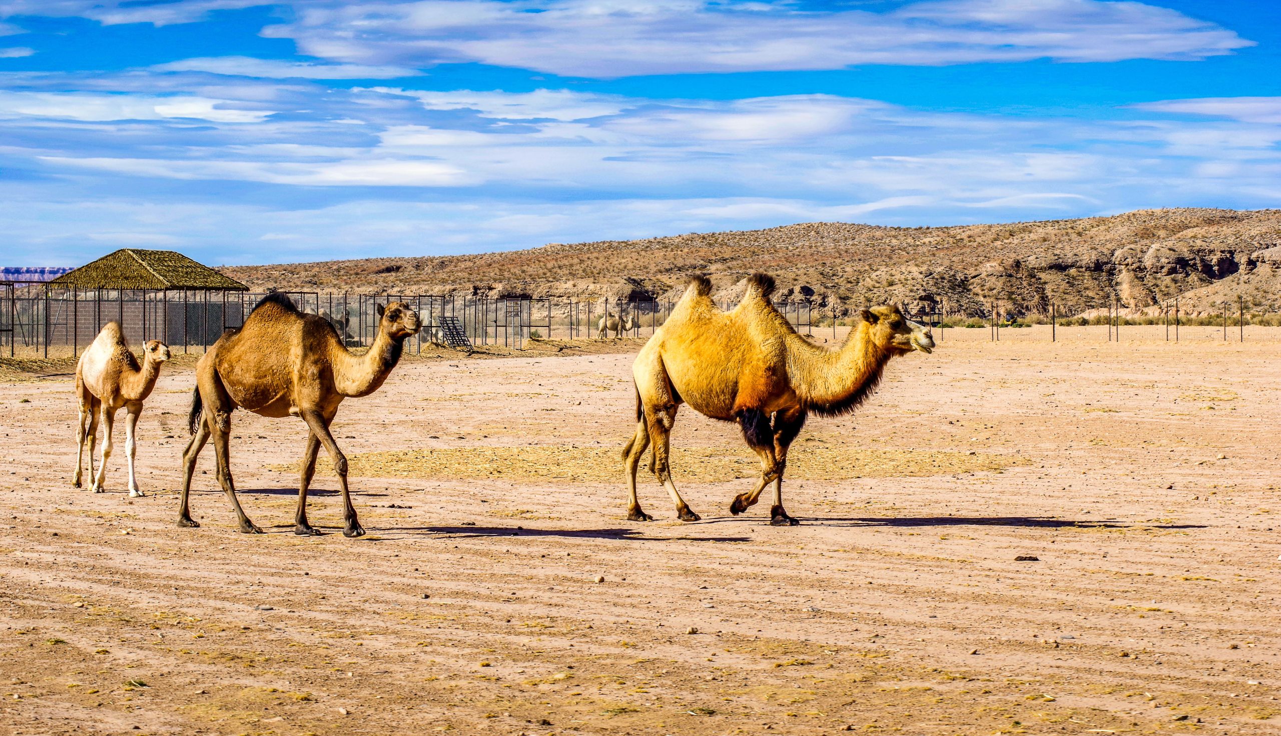 Die ungewöhnlichste Erfahrung von Las Vegas ist eine, die Sie in der Nähe von Sin City nie erwarten würden