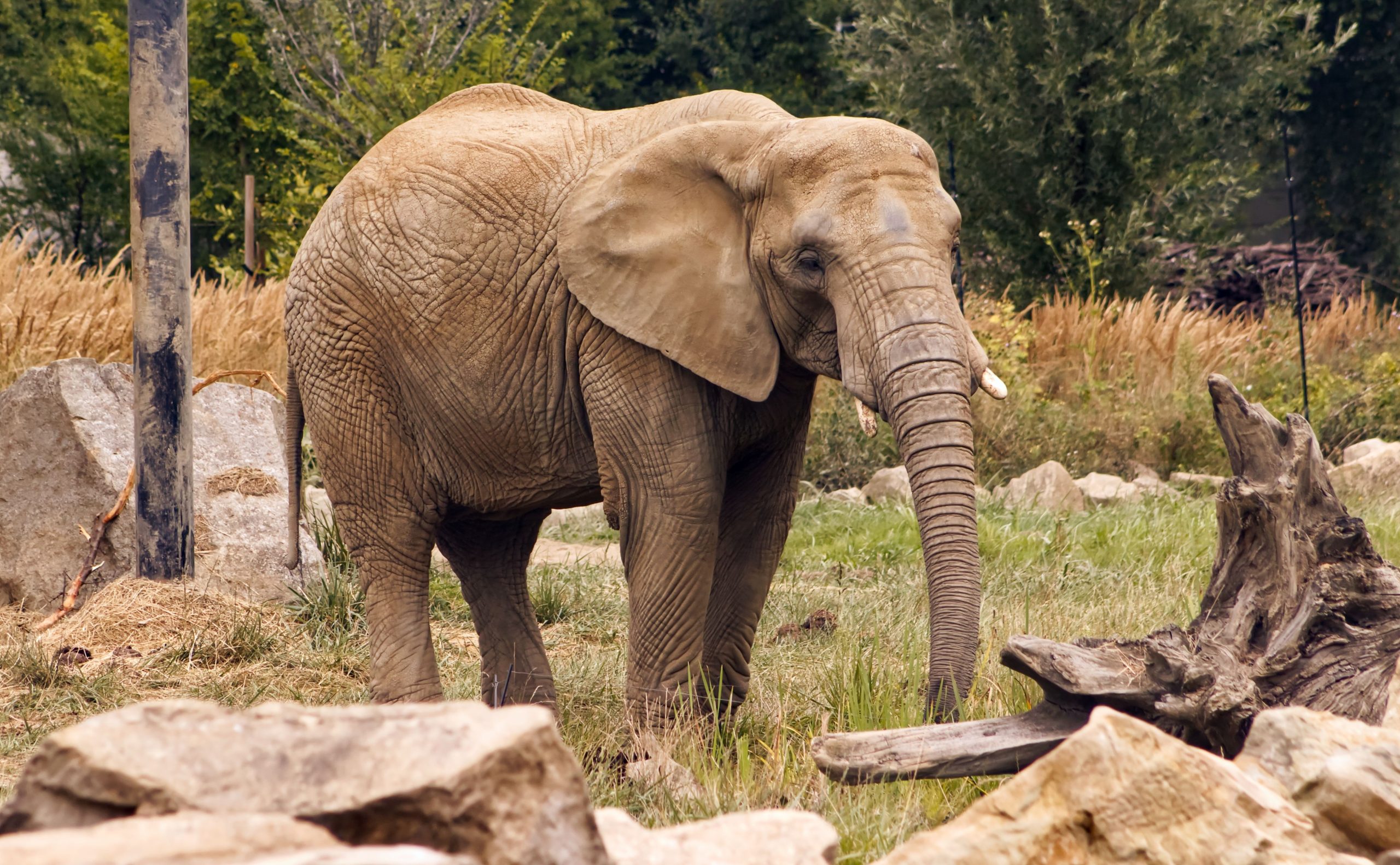 Der spanische Zoo hilft Elefanten, anmutig mit dem Programm für das assistierte Leben zu altern