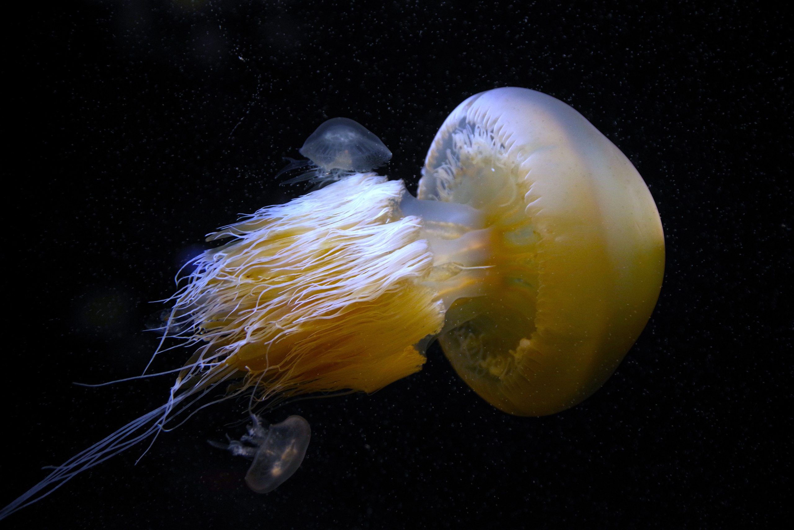 Diese Quallen kann Boote versenken (und es hat tatsächlich getan)