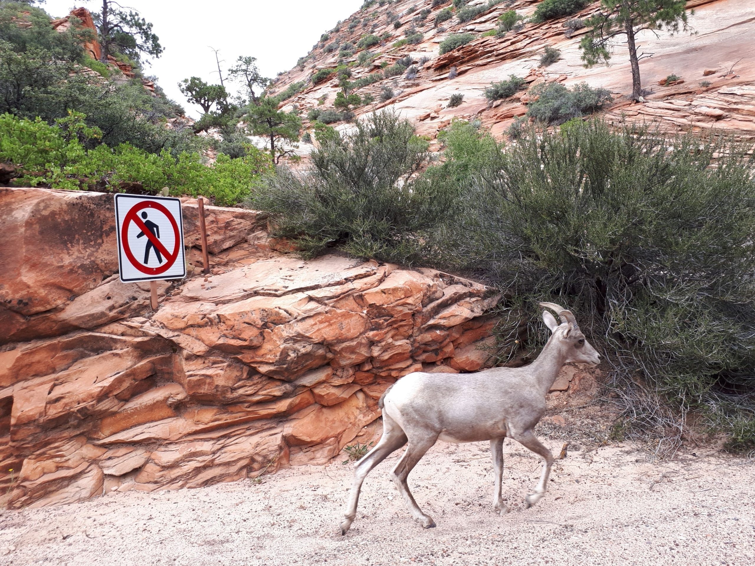 Wildlife-Bedenken wachsen über dem neuen 350-Guest-Resort neben dem Zion-Nationalpark