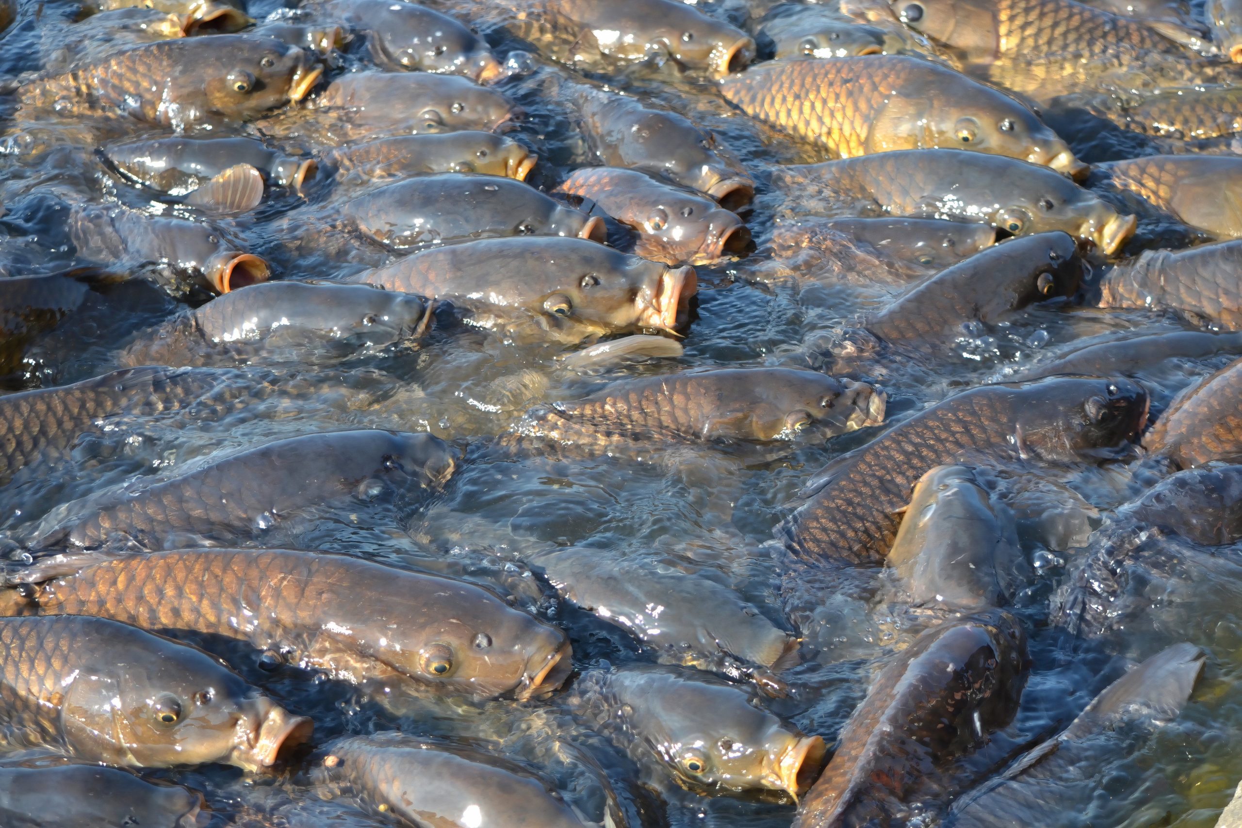 Diese ausländische Kreatur wurde absichtlich von den USA eingeführt und hat die amerikanischen Lebensmittelketten und Wildtiere verwüstet