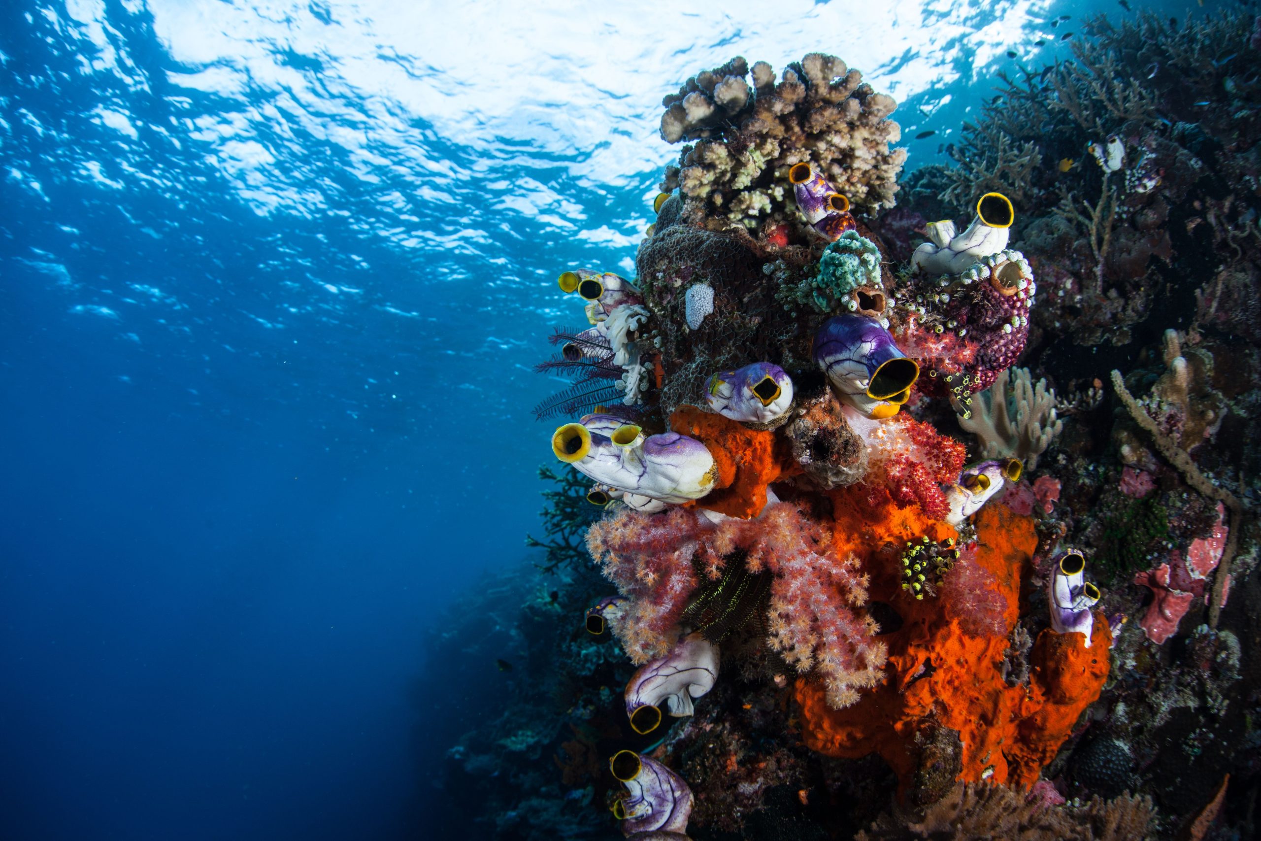 Eine perfekte Unterwasserwelt: im „Amazon der Meere“