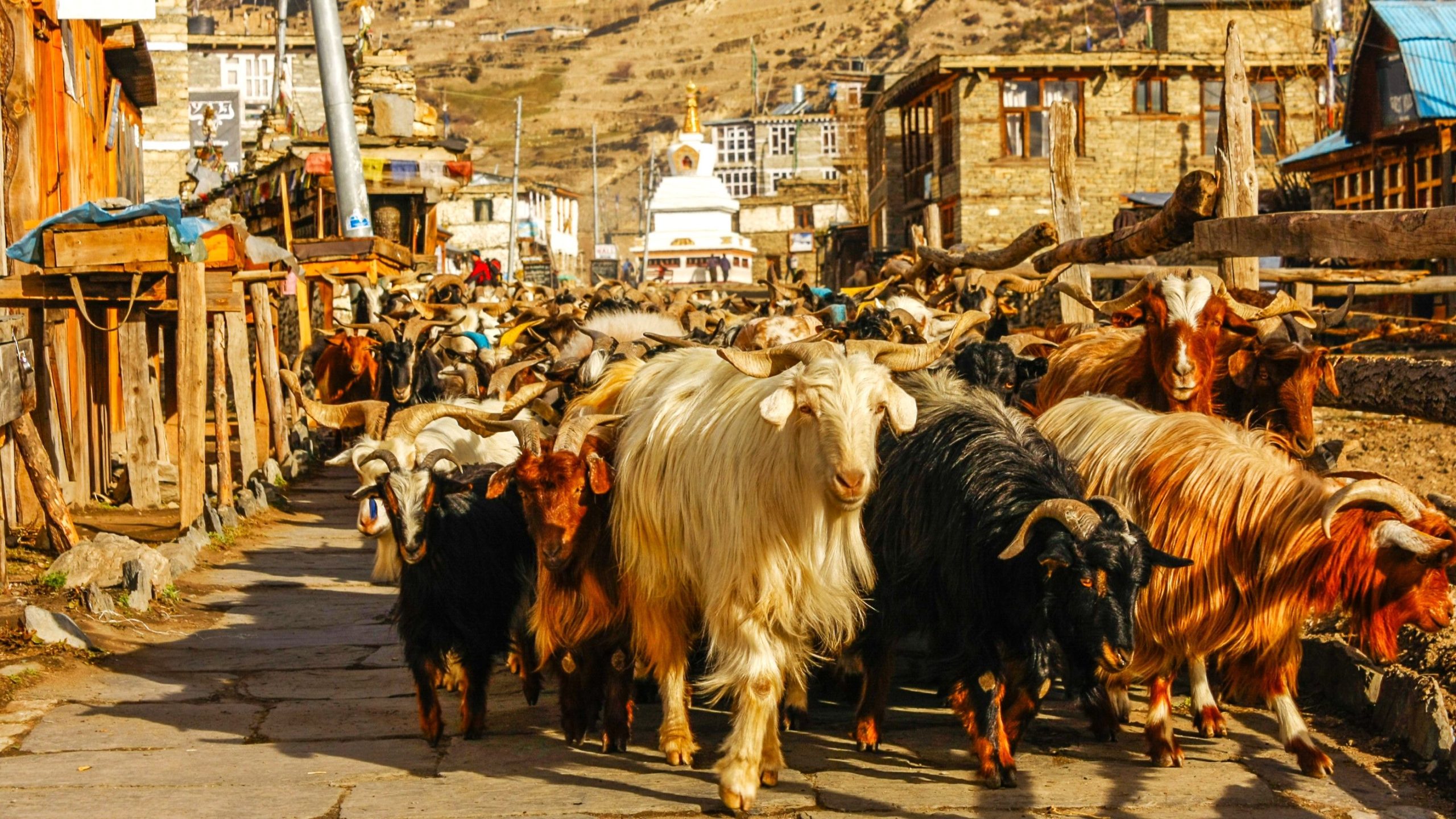 PETA zeigt auf „globales öffentliches Aufruhr“, da in Nepal Tieropfer stattfinden