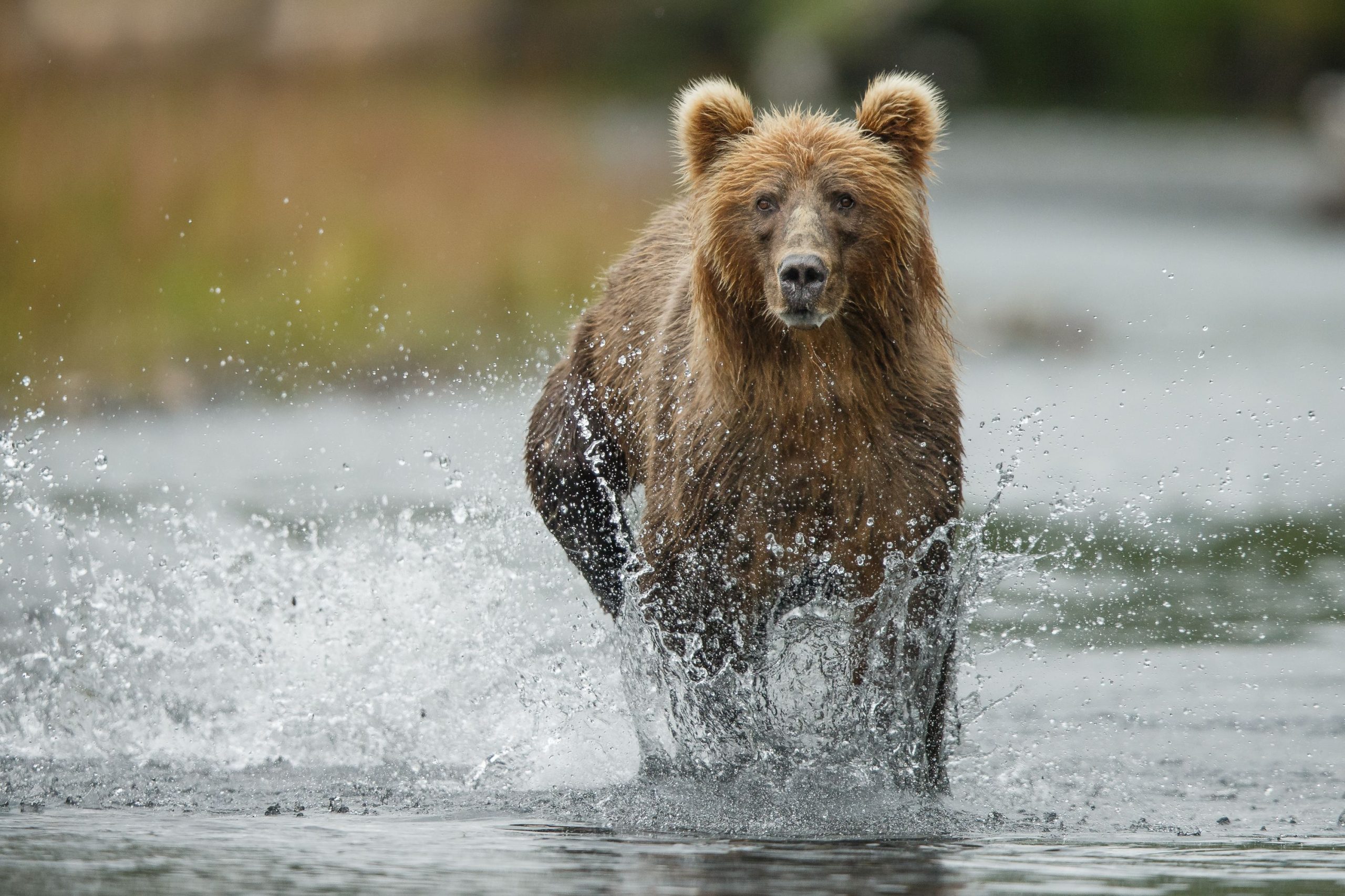 Die tödlichsten Angriffsbereiche im Zusammenhang mit Tier in den USA
