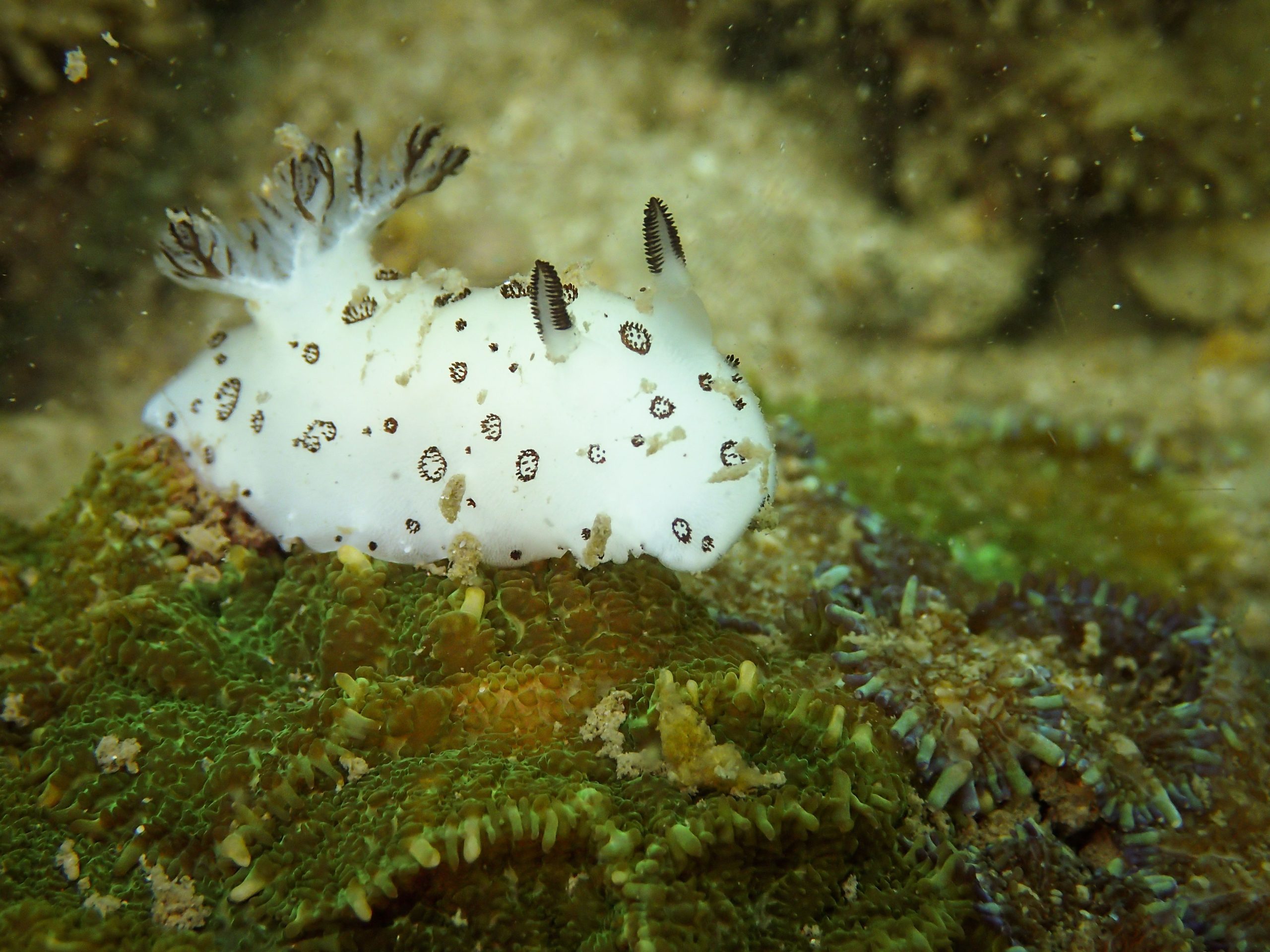 "Sea Bunnies" sind eine der süßesten Kreaturen im Ozean