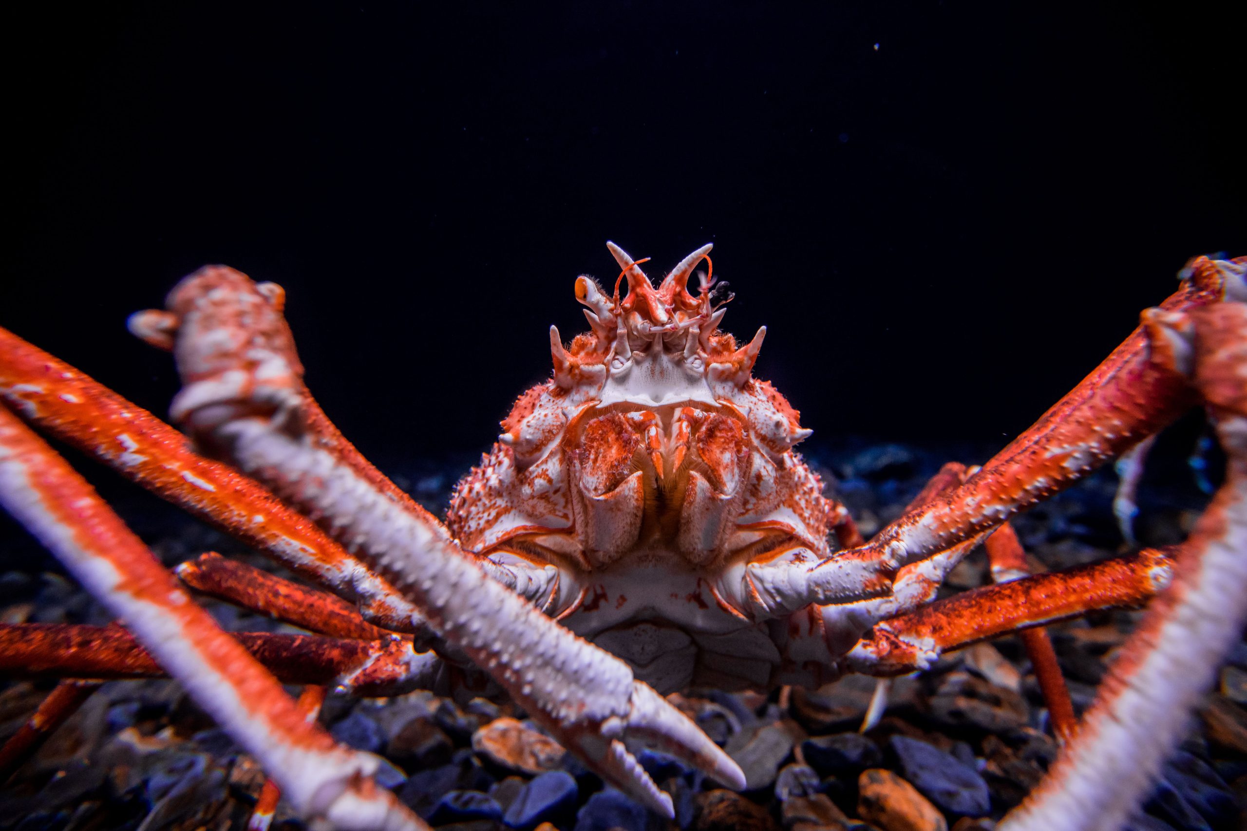 Die größte Krabbe der Welt ist größer als einige Autos