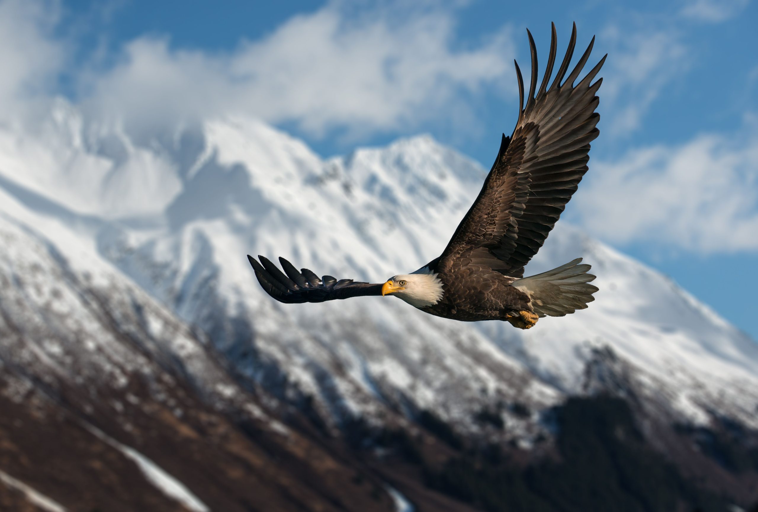 Weißkopfseeadler strömen zu einer Müllkippe in Alaska, und wir könnten wissen, warum