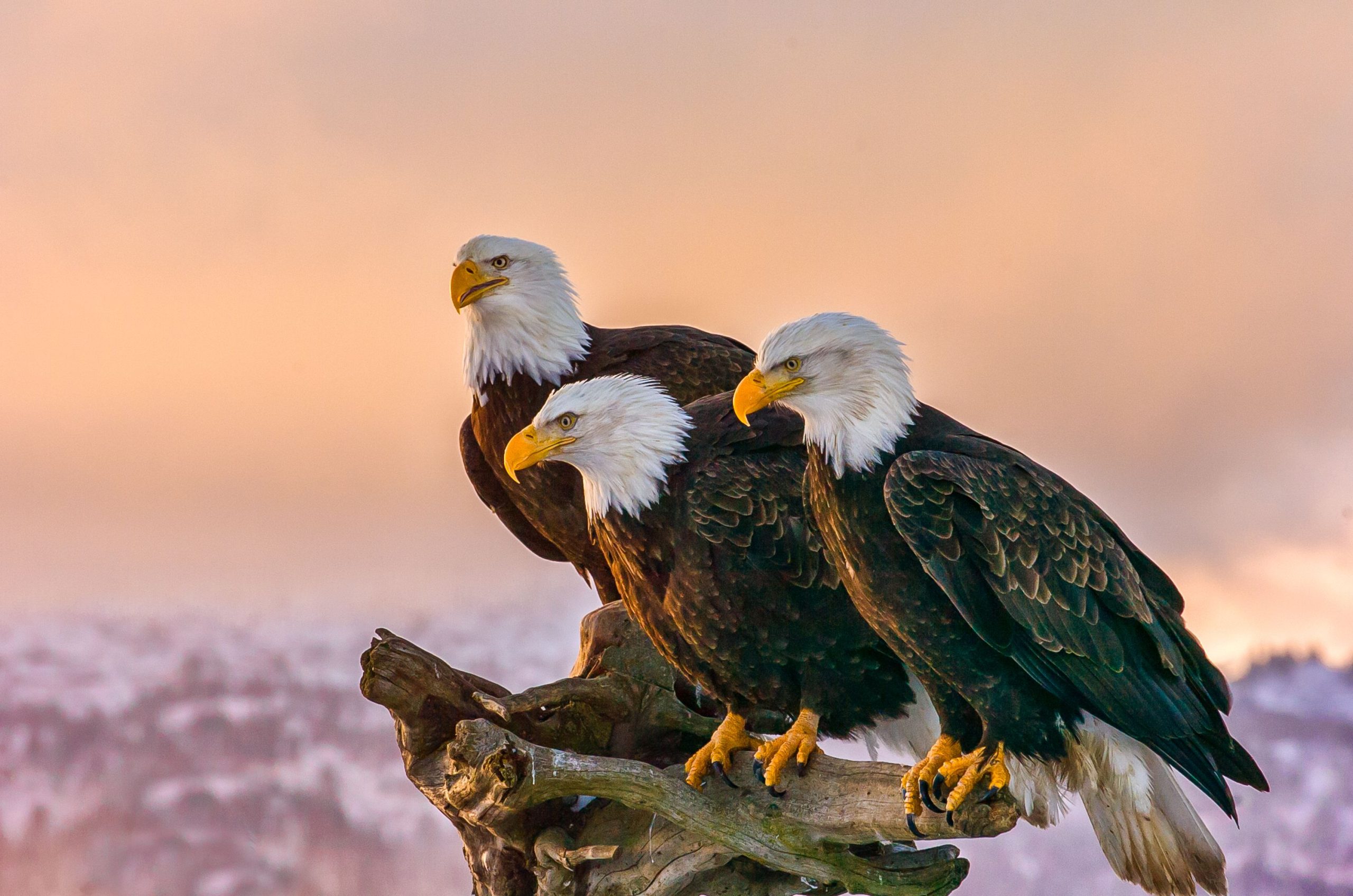 Erhöhung der Weißkopfseeadler entlang der Küste von Oregon, die behandelt werden muss, jedoch nicht aus der Vogelgrippe