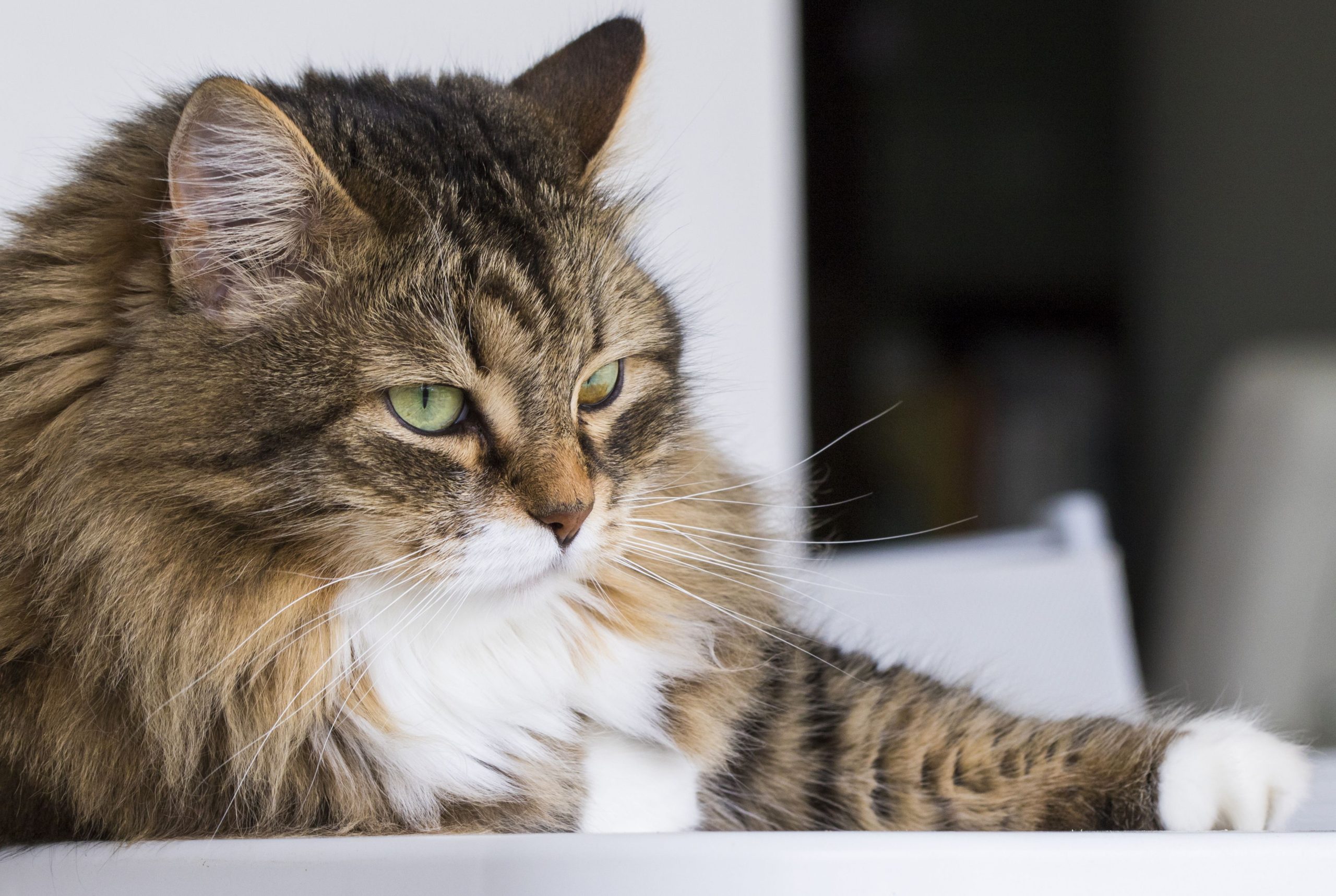 Die 12-jährige „Miracle“