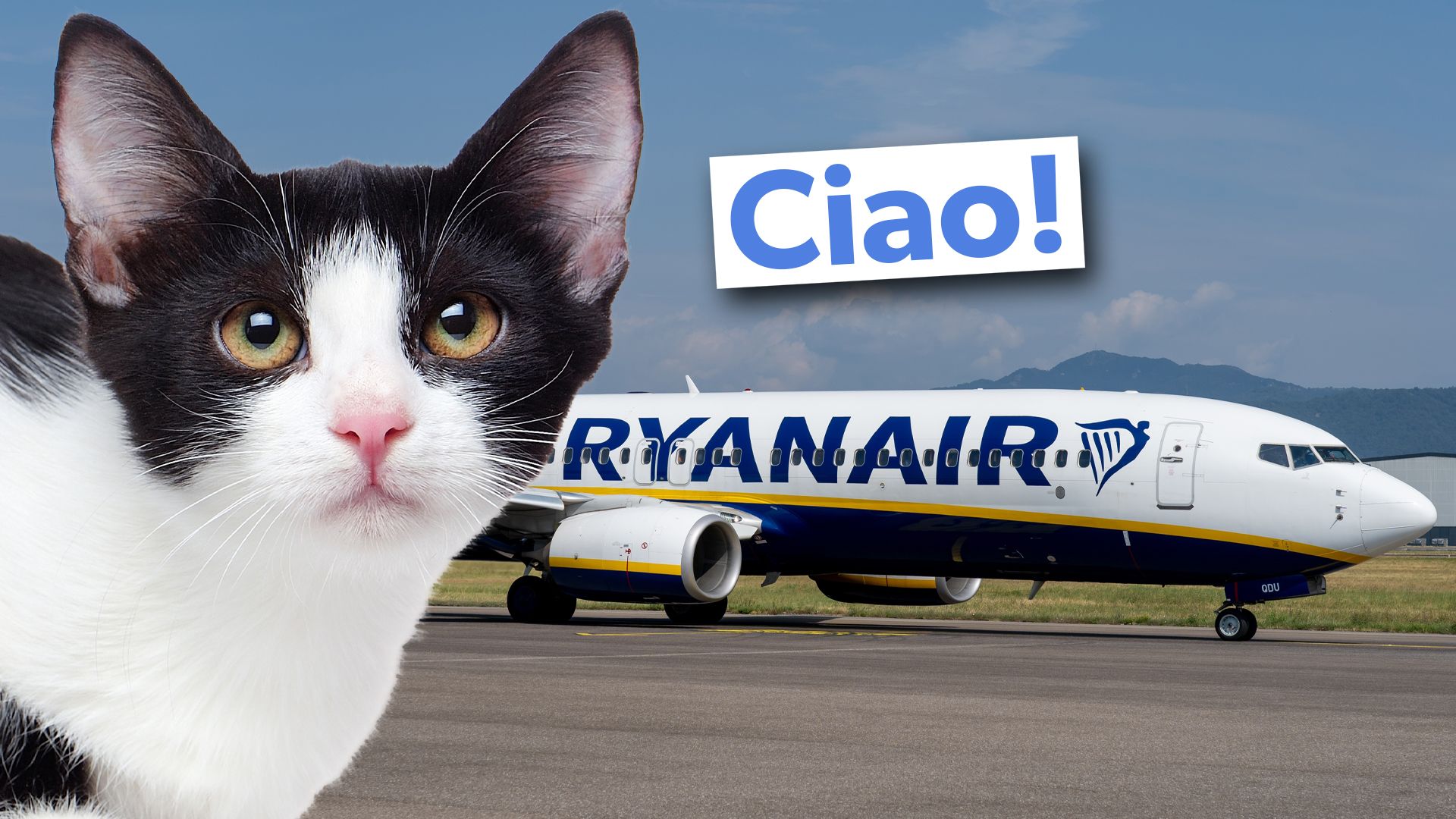 Nicht purrfect: Stowaway Cat Grounds Ryanair Boeing 737 in Rom für 2 Tage