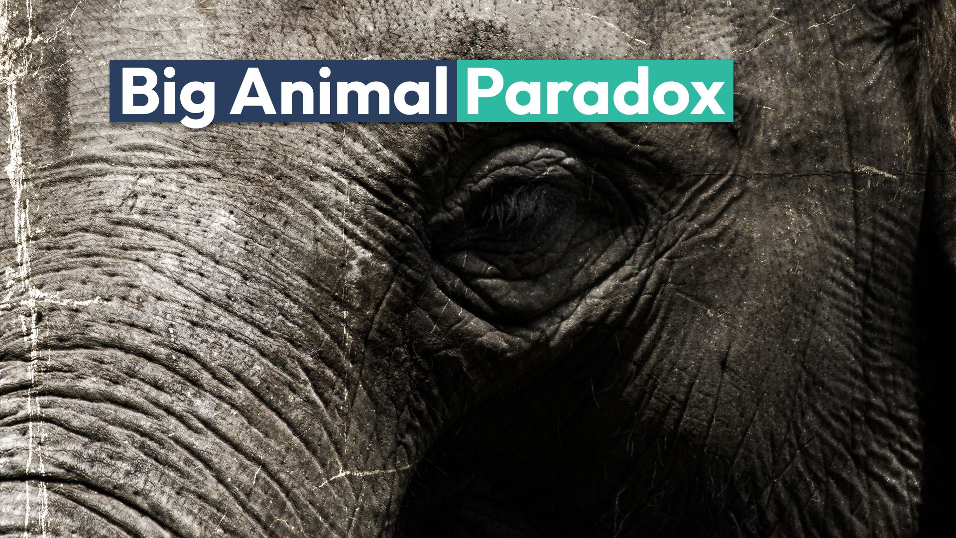 Die Studie enthüllt die Wahrheit von Krebs über größere Tiere