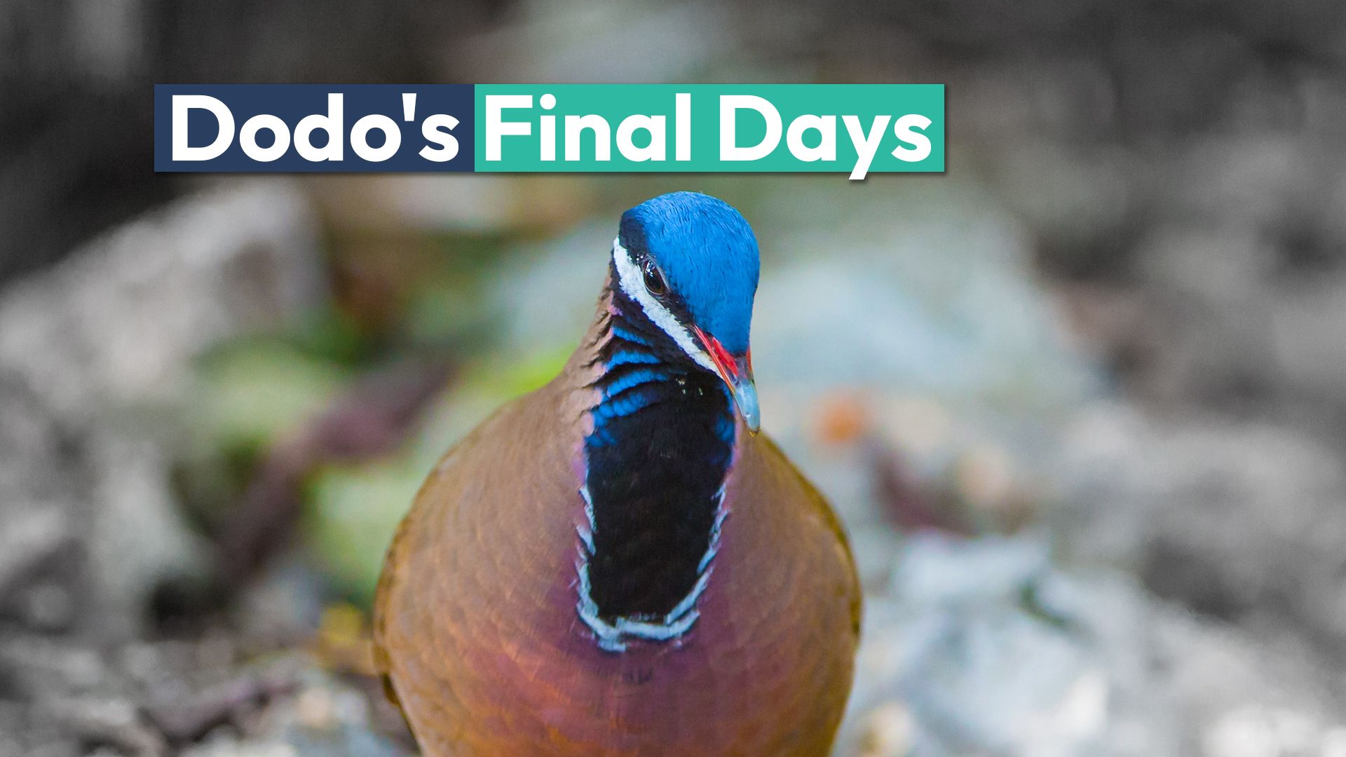 Der „Dodo der Karibik“ könnte bald endlich weg sein