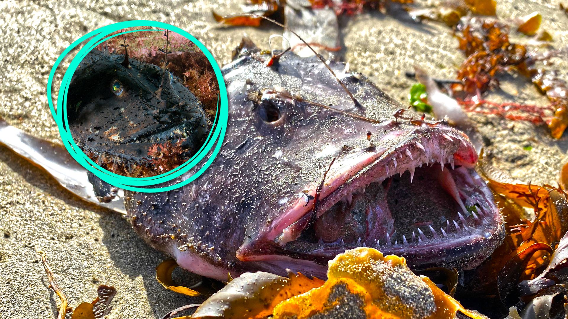 Die jüngste "Monster"