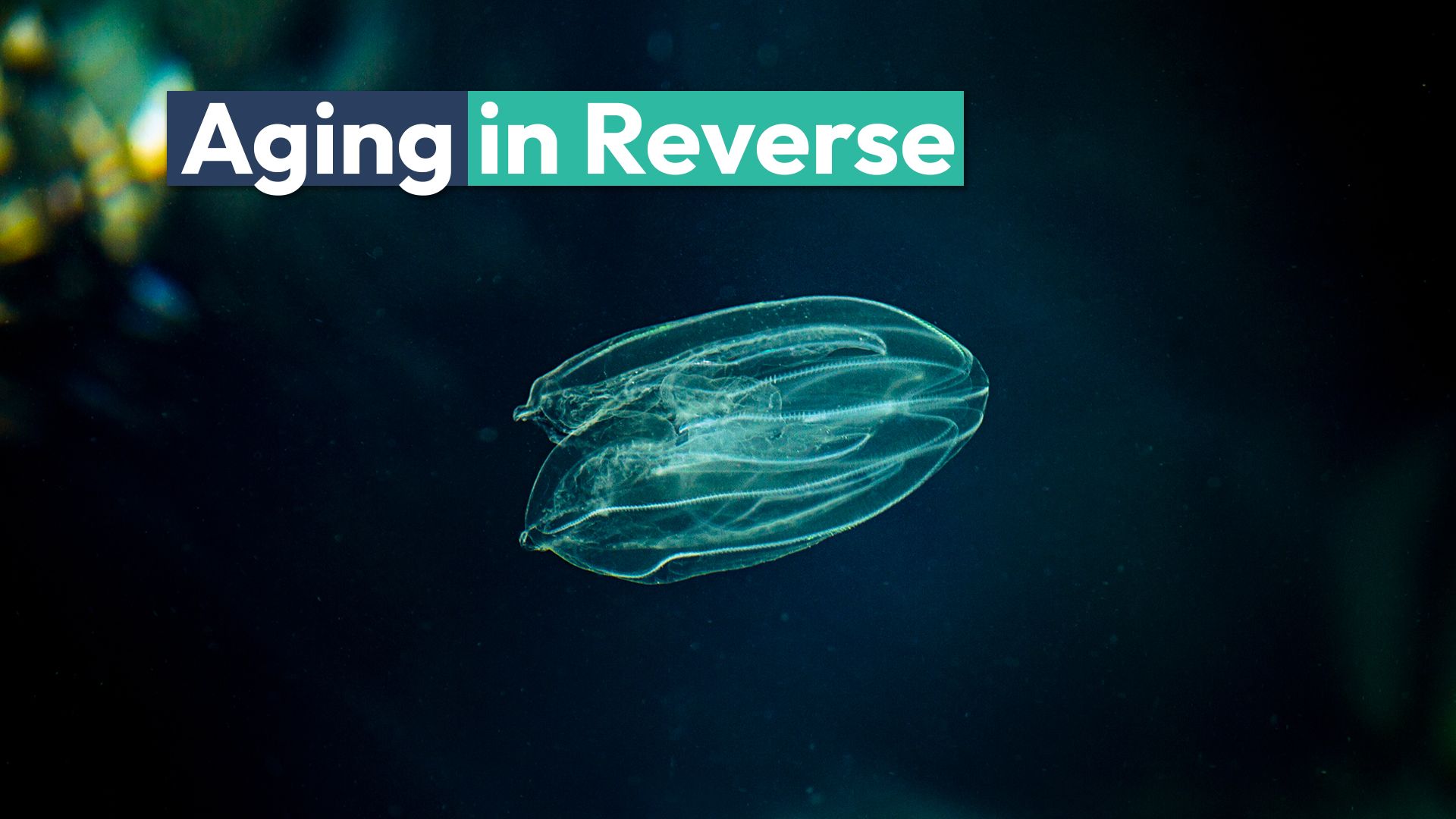 Die seltsame „Sea Walnut“ kann in umgekehrter altern wie ein bizarrer Fall von Benjamin Button