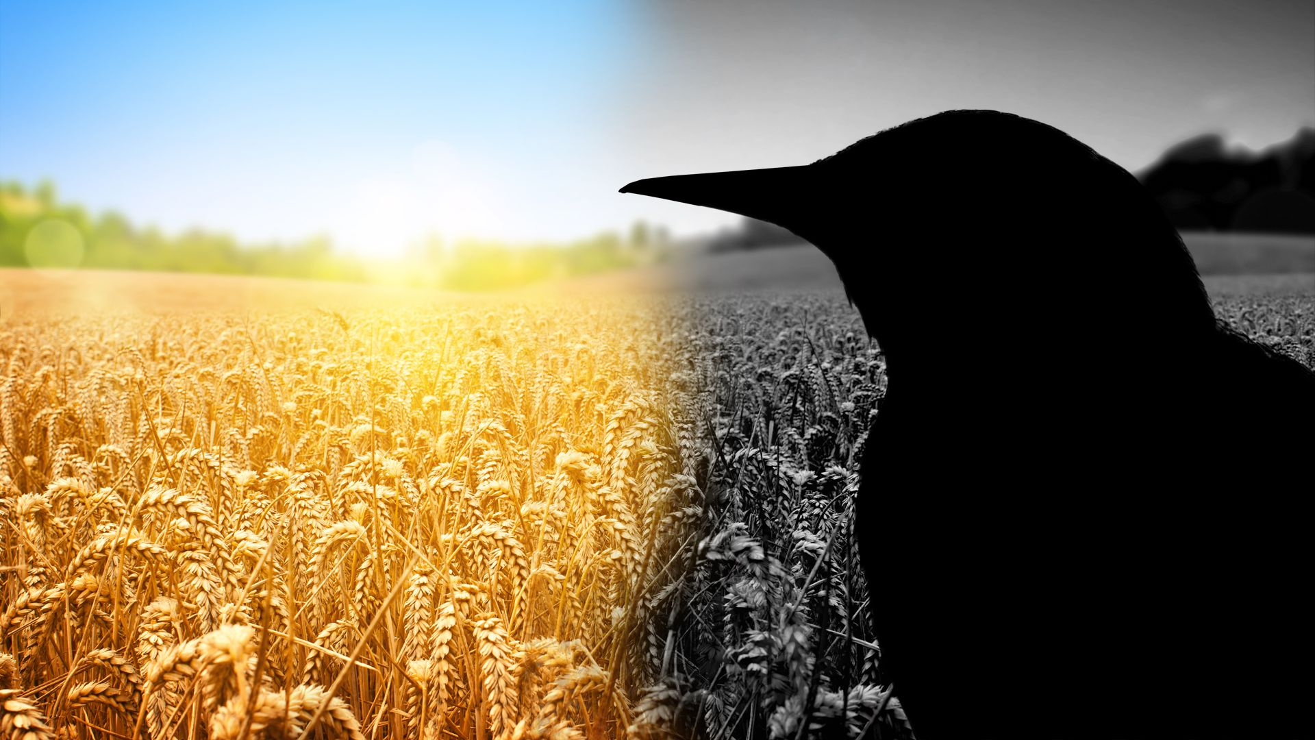 Diese invasive Kreatur wurde wegen Shakespeare in die USA gebracht, und die Konsequenzen sind schlimm