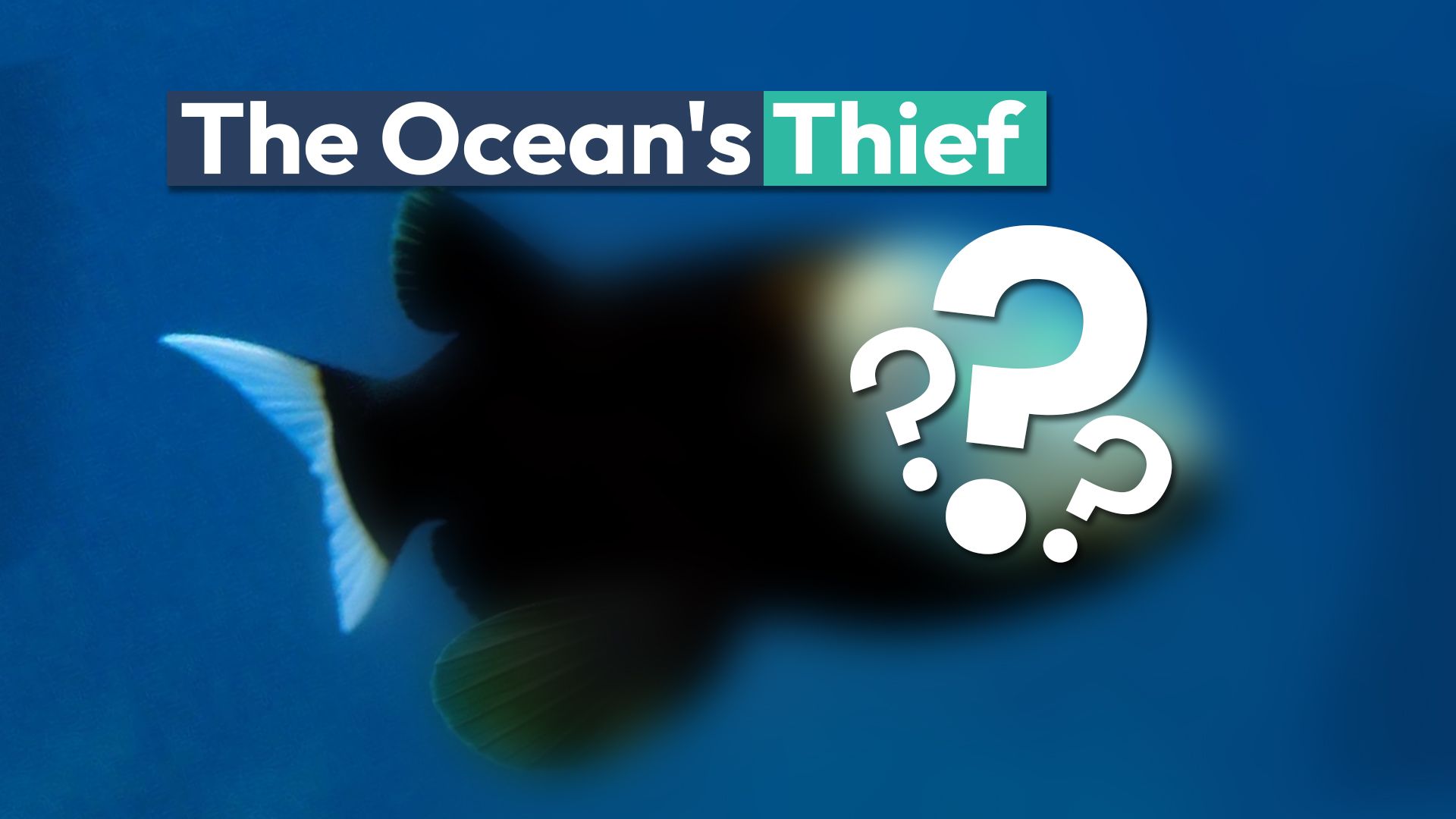 Diese seltsame Meereskreatur mit einem wörtlichen durchsichtigen Kopf ist nichts anderes als ein gemeinsamer Dieb