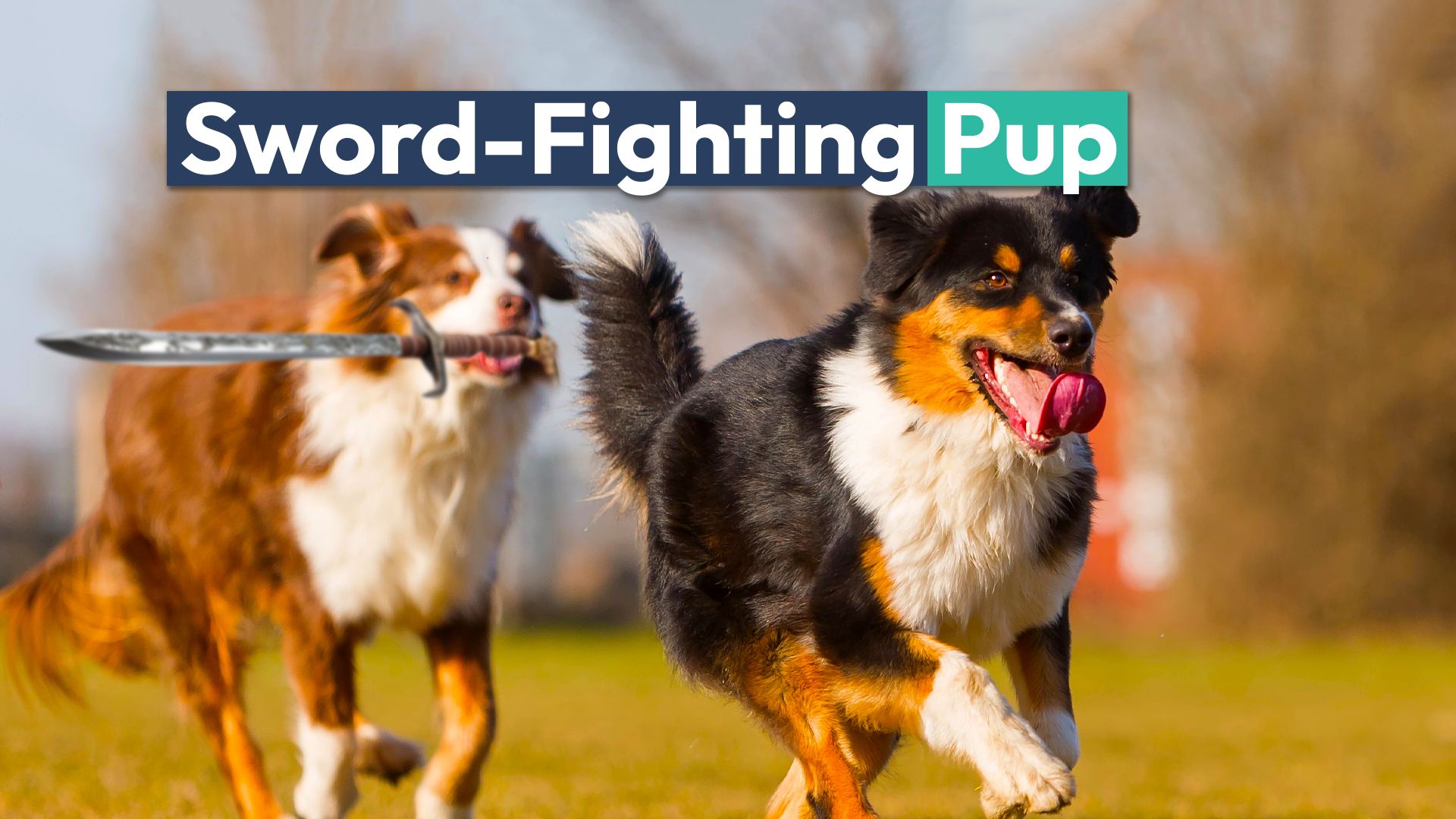 Dieser Schwertkampf „DND Dog“ ist ein entzückender Social-Media-Star