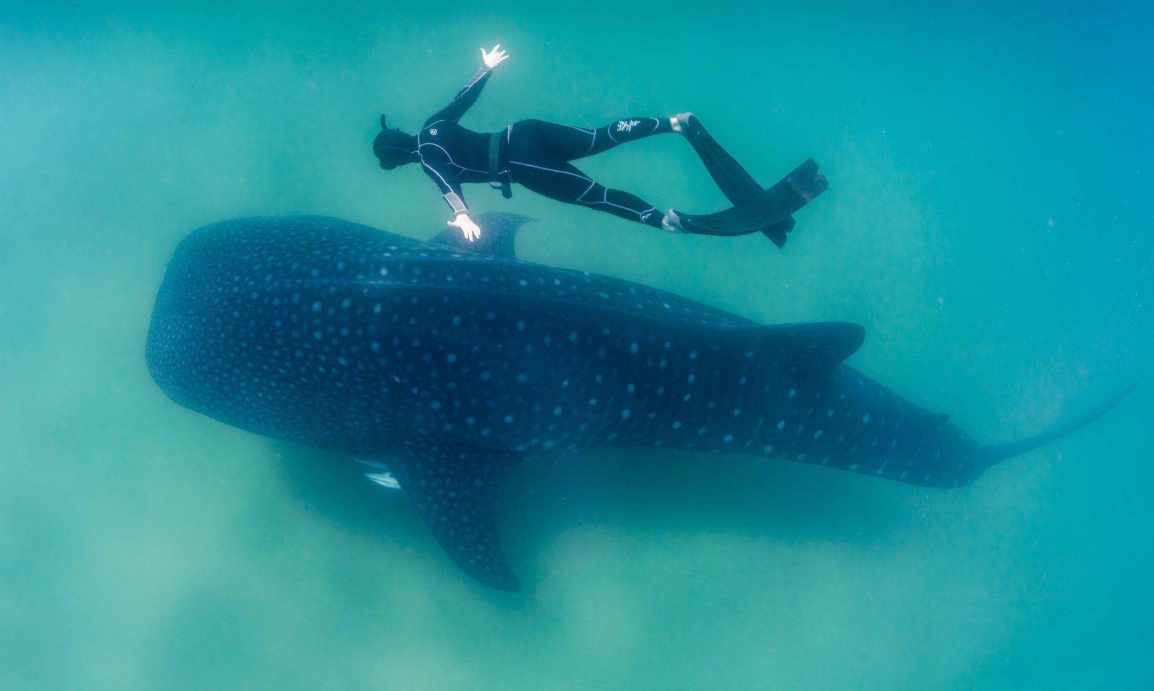 7 Haienarten, die nicht gefährlich sind