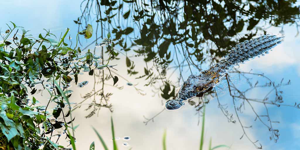 9 unberührte Wildlife 