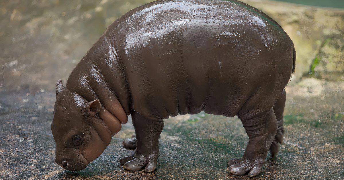 Thailands Baby Pygmy Nilpferd steigert die Tourismuszahlen dramatisch, aber der Zookeeper gibt den Besuchern eine strenge Warnung