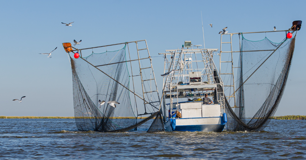 Louisiana wird mit seiner 1,3 