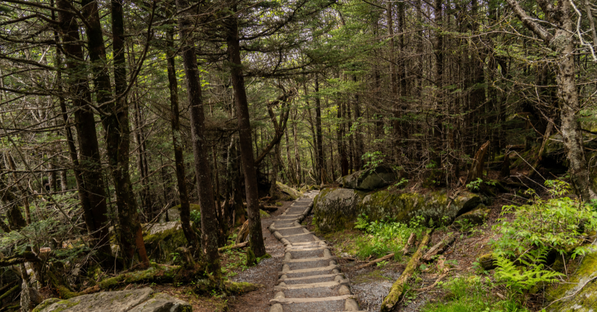North Carolina Landbesitzer Tamara Owens weigert sich, nachts ihr satanisches Waldland zu besichtigen, und wir beschuldigen sie nicht