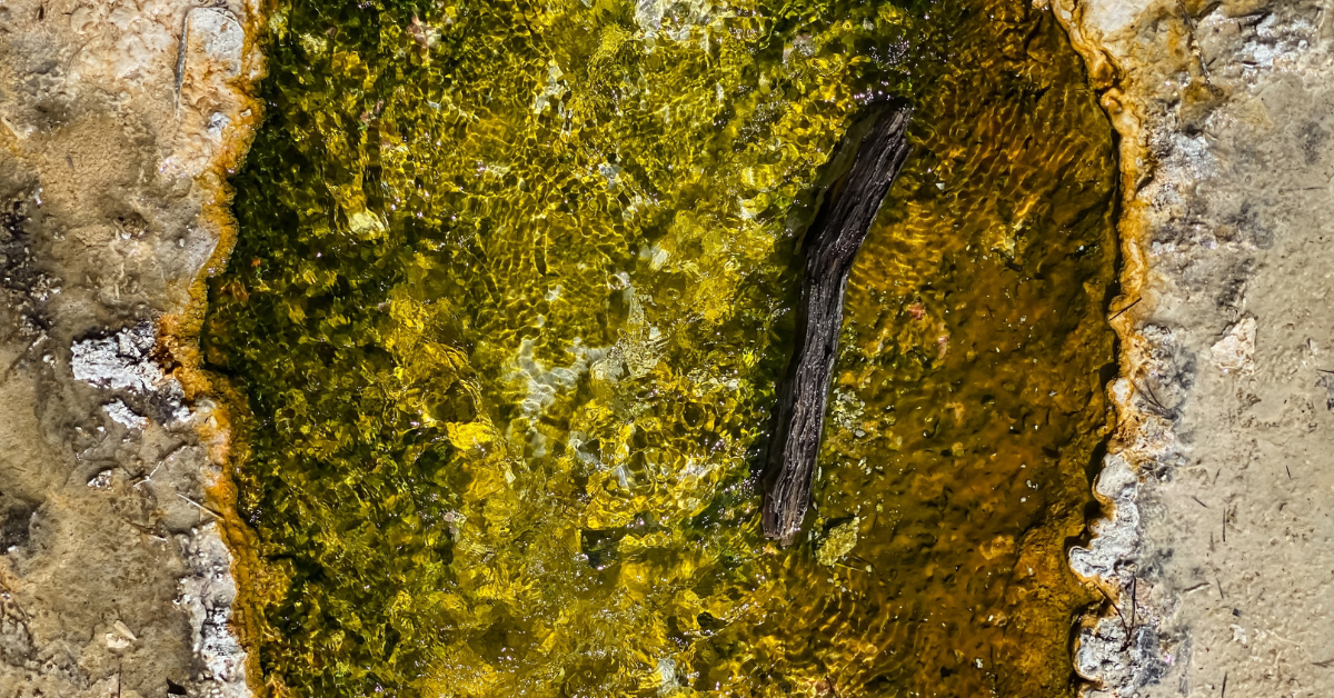 Wyoming Wanderer werden für Oktober und November gewarnt, da Bären in einen Zustand „Hyperphagie“ eintreten