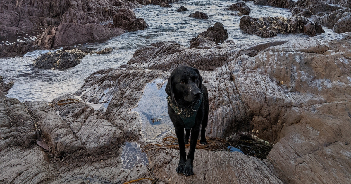 Streuner Hundeklettern in Ägypten die entgegengesetzte Reaktion des Kletterhundes