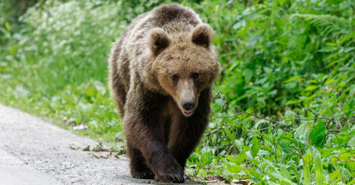 Braunbär dreht gefährlich Rettungskräfte ein, nachdem er sein Leben in Armenien gerettet hat