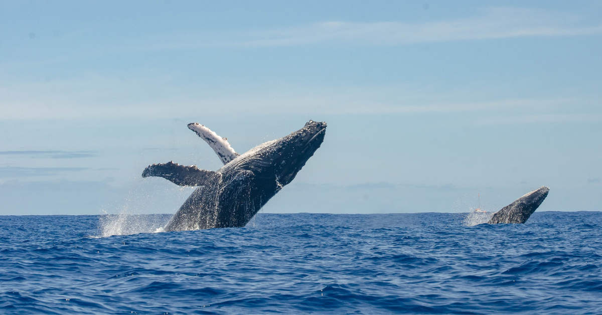 Die Wissenschaftler sind nach einem Wal klean