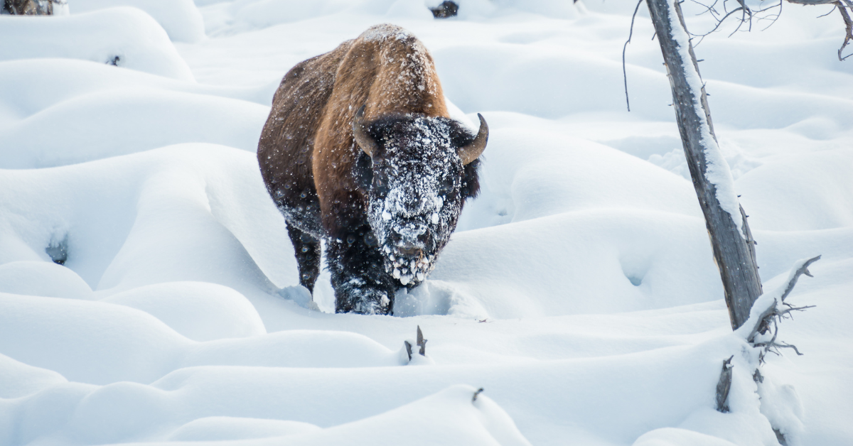 Obwohl dieser Bison mit Schnee und Eis bedeckt war, blühte sie während eines Schneesturms im Yellowstone National Park zu