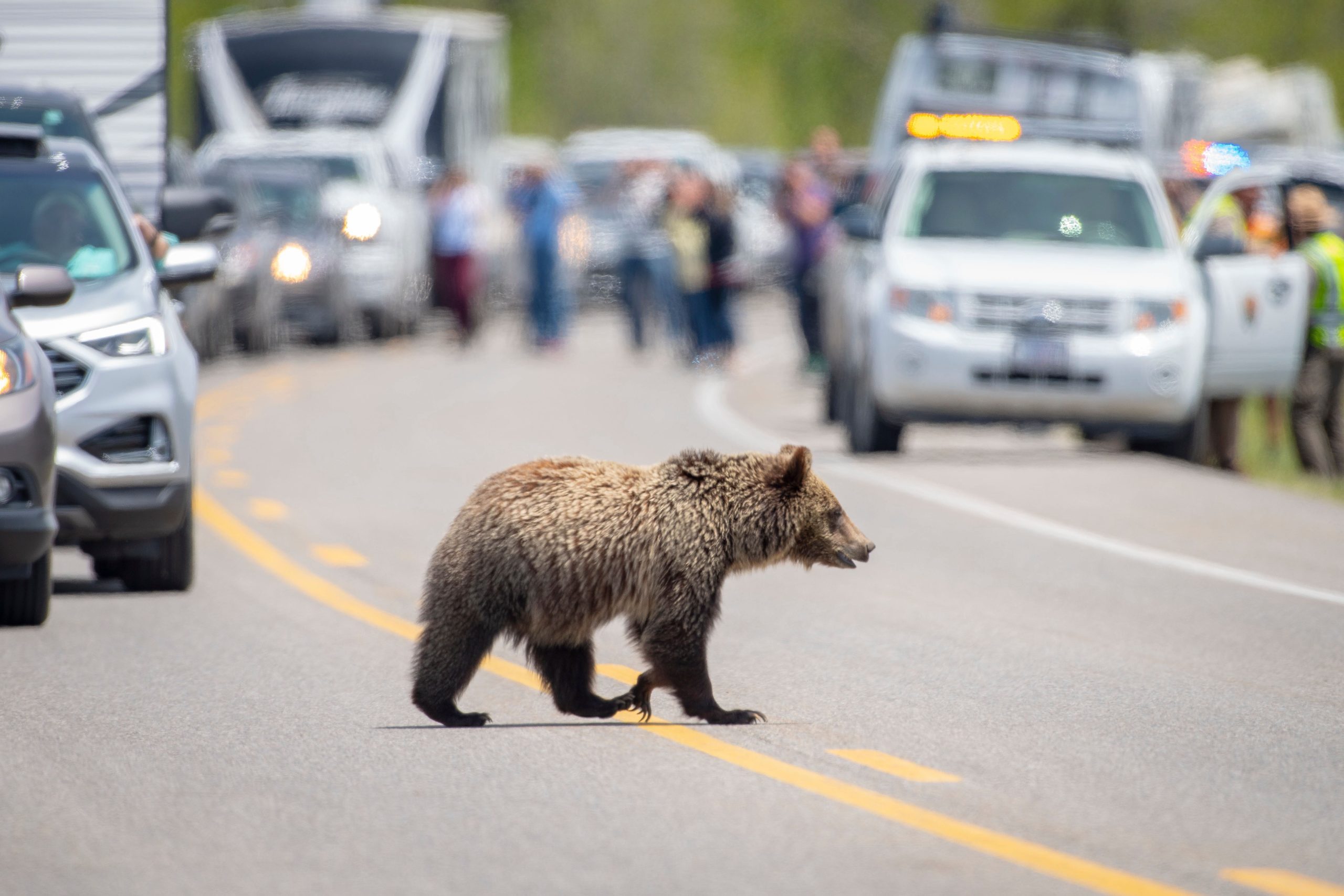 "Queen of the Tetons", Cub fehlt immer noch: Bedenken hinsichtlich des Wohlbefindens im Winter führen zu Sicherheit