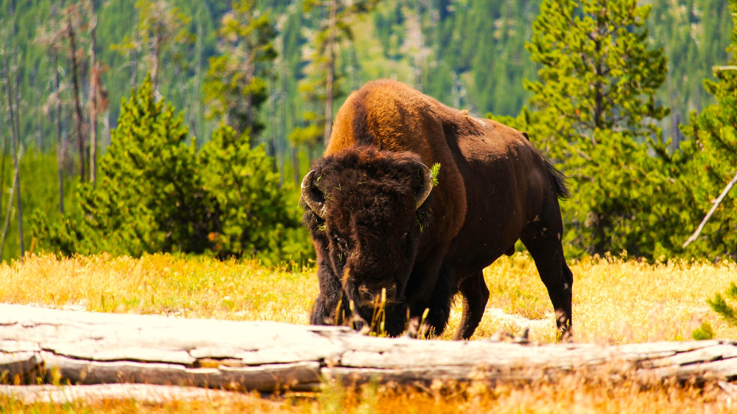 Der Besucher des Yellowstone 
