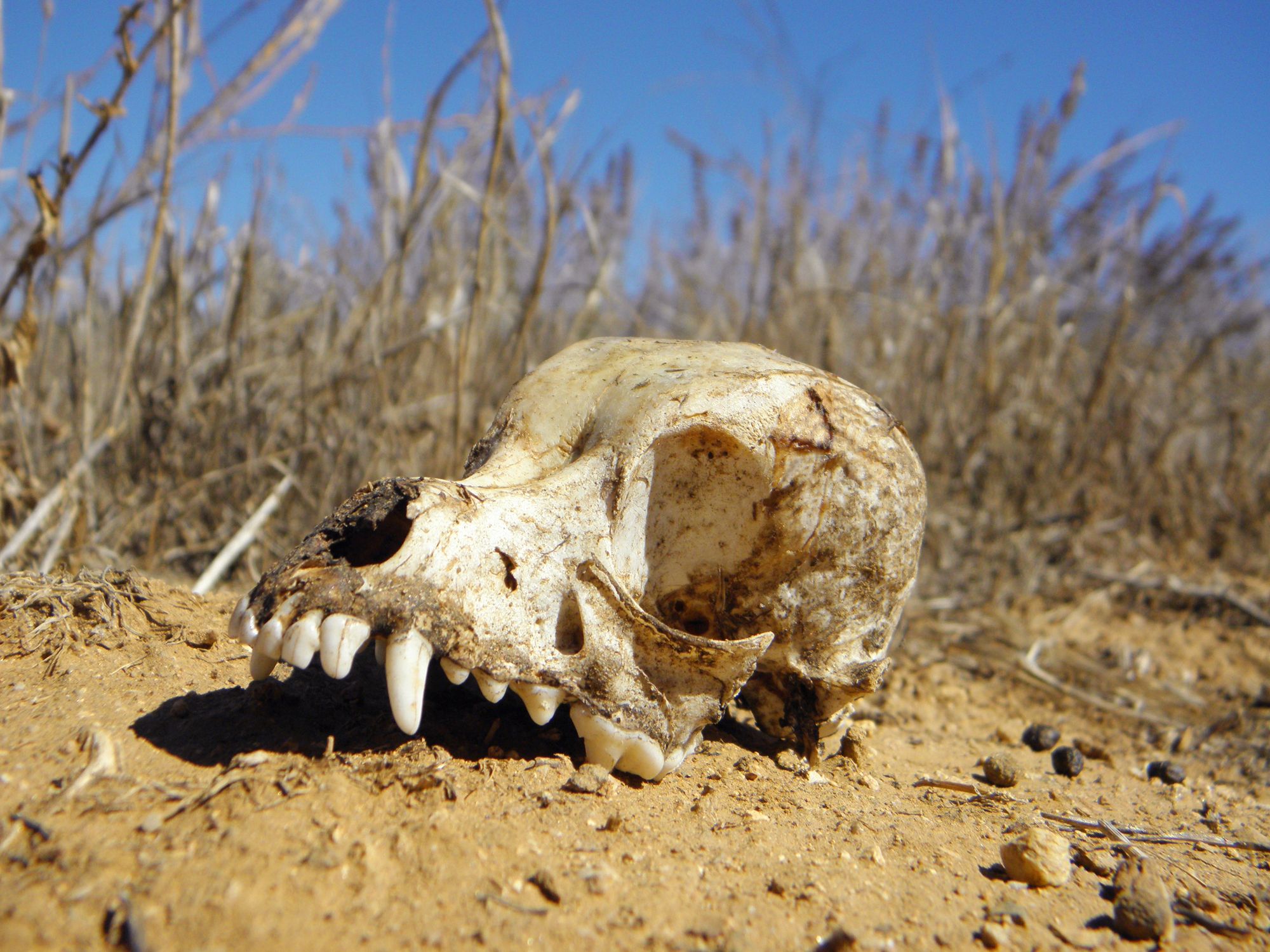 Die bahnbrechende Entdeckung von versteinerten Knochen aus wilden Canids vor 12.000 Jahren enthüllt ihre starke Verbindung zum Menschen