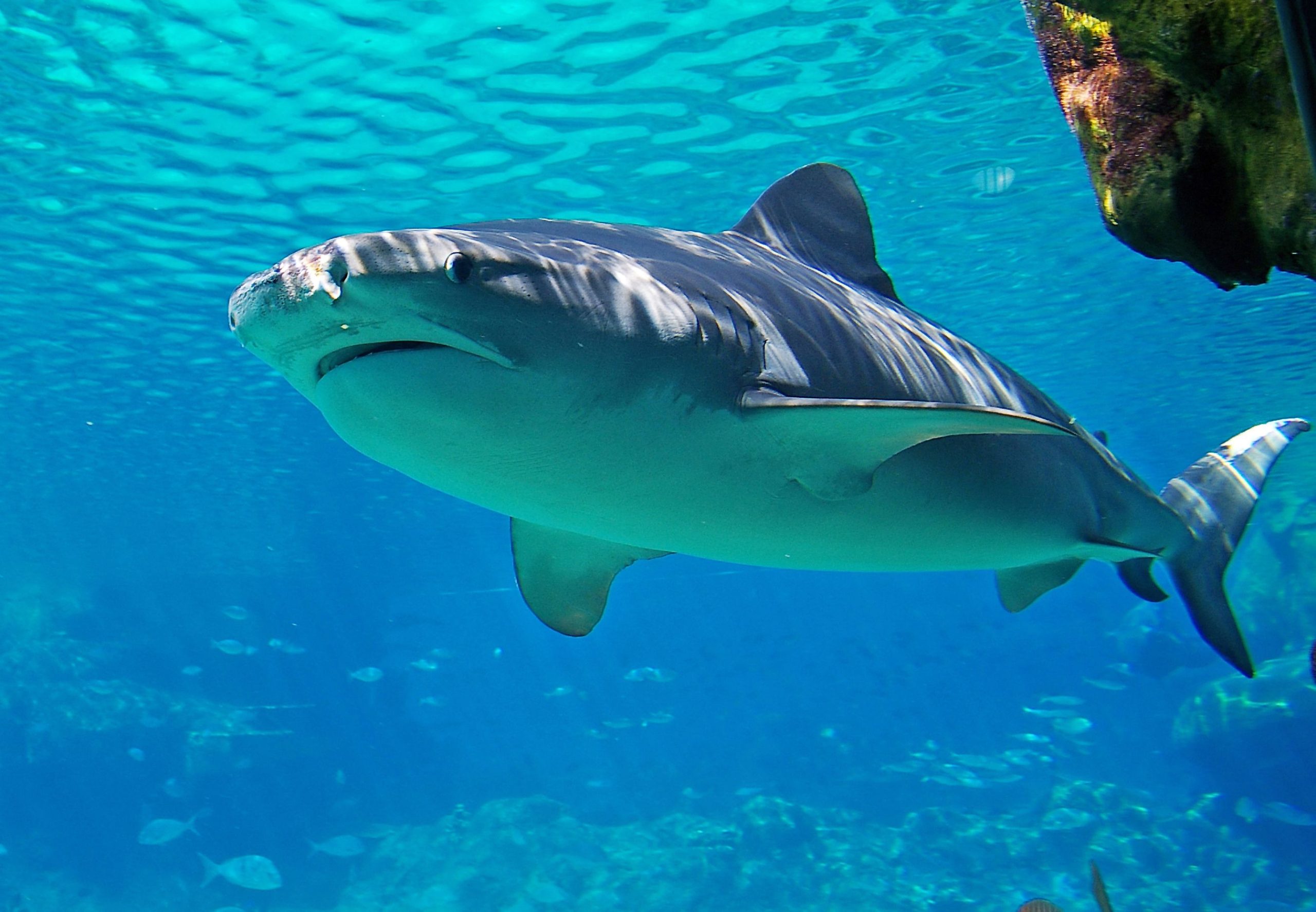 Haie tauchen plötzlich in Flüssen in den USA auf, und hier ist der Grund, warum