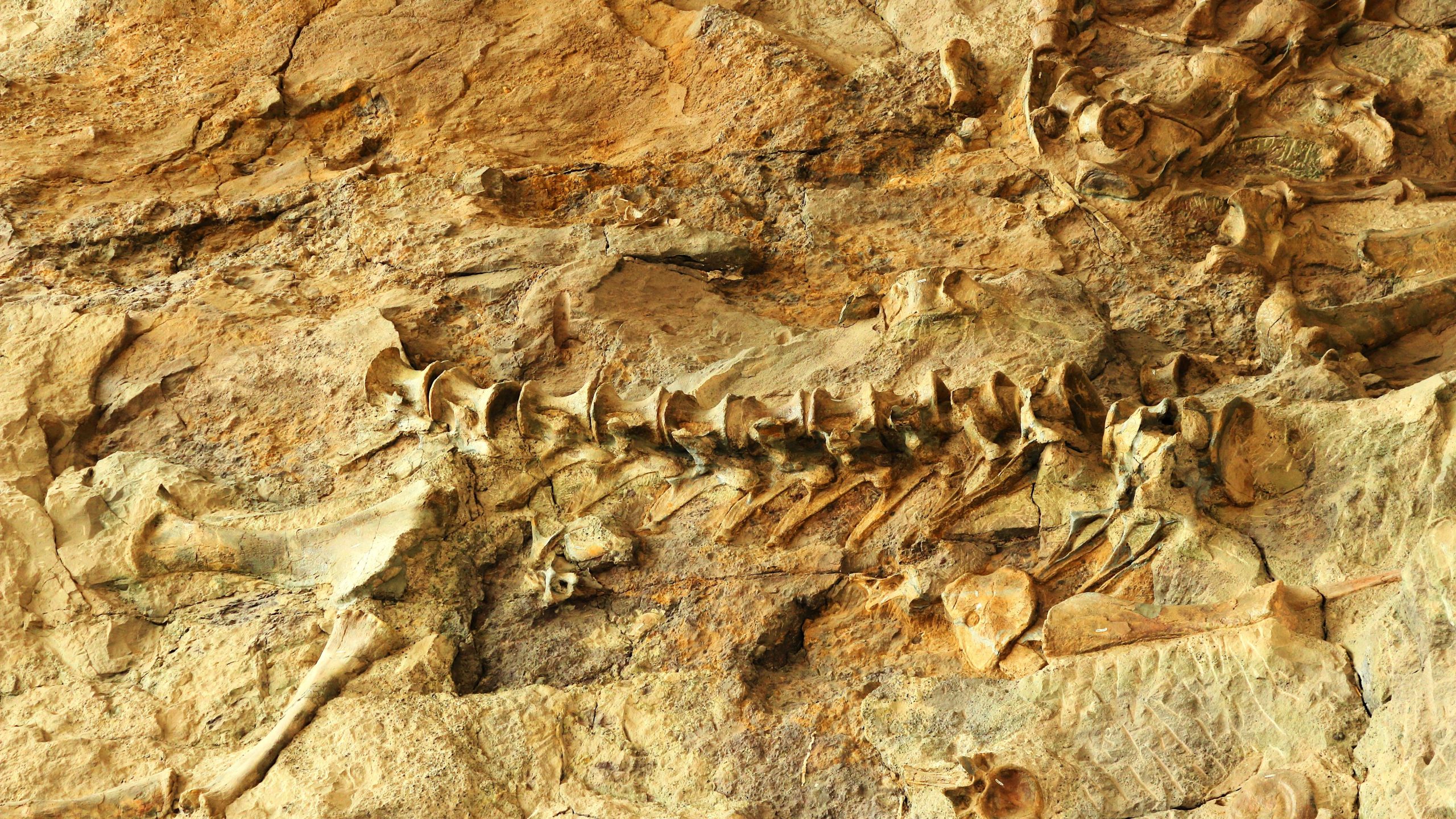 Die Entdeckung eines gut erhaltenen Dinosaurierschwanzes hat eine unglaubliche Theorie erwiesen