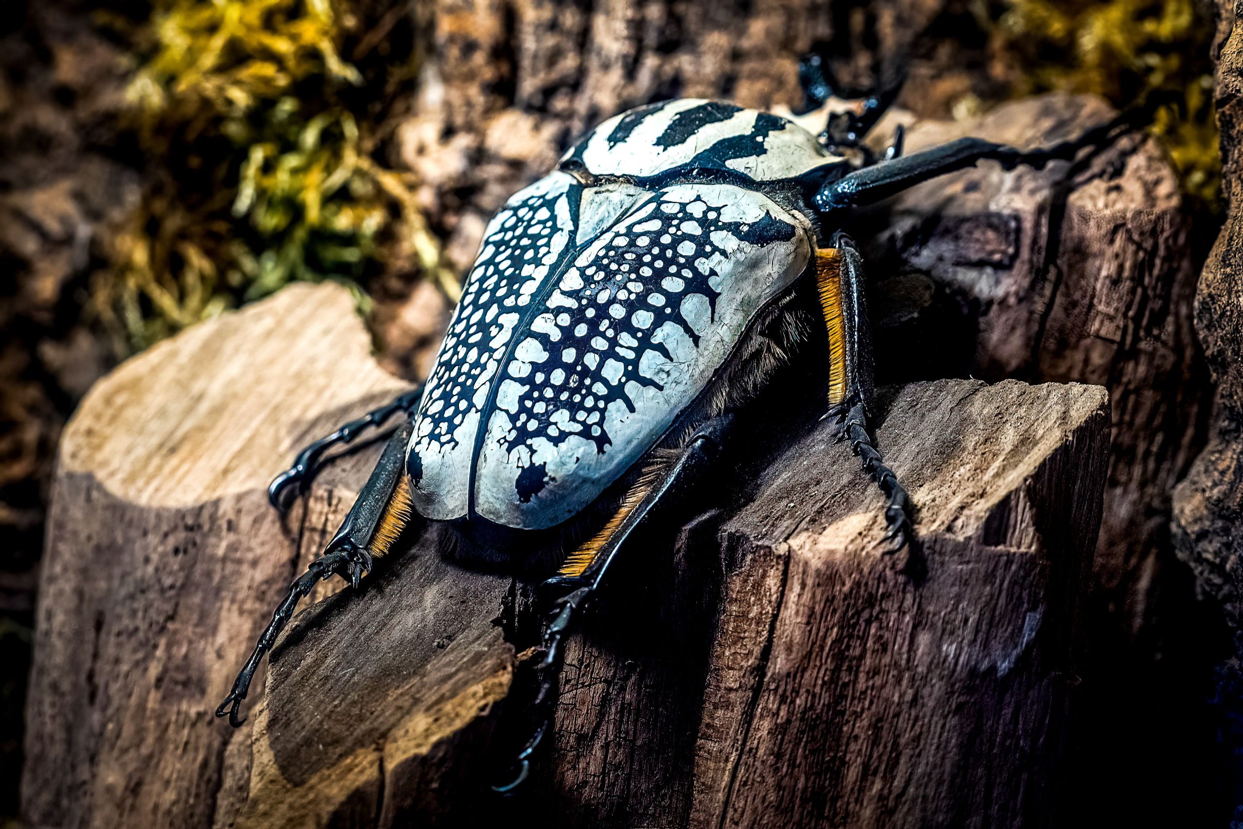 Einer der größten Fehler der Welt ist das Aussterben aufgrund von Schokolade zum Aussterben
