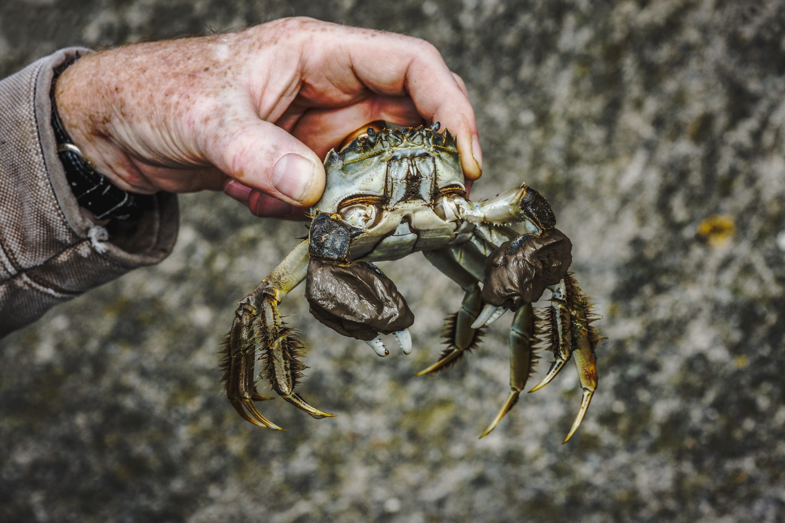 Experten sind als chinesischer „Invader“ unruhig, der gerade im pazifischen Nordwesten wieder aufgetaucht ist