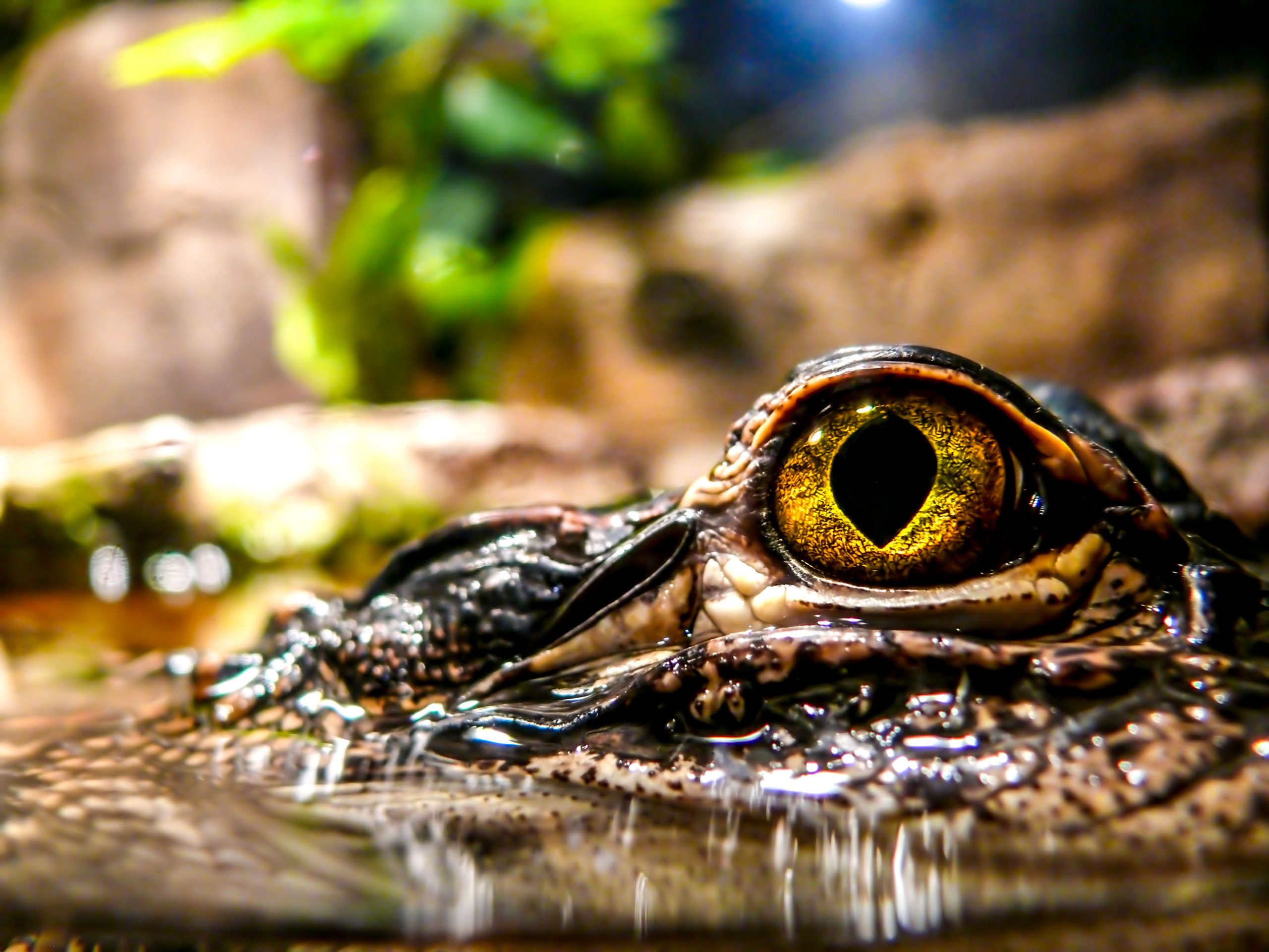 Wissenschaftler feiern eine „völlig unerwartete“ Entdeckung auf einer abgelegenen karibischen Insel