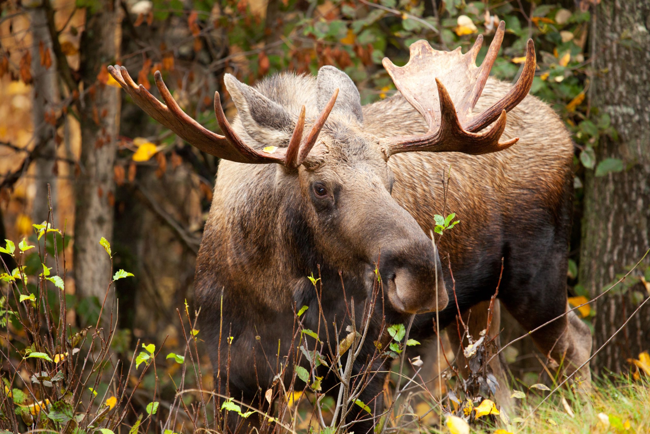 7 Nationalparks, wo Sie in einen wilden Elch stoßen könnten