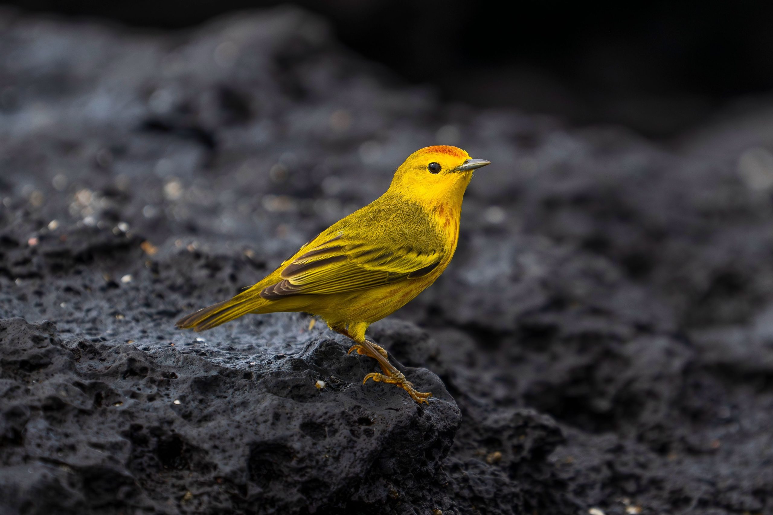 Anscheinend sind nicht nur Menschen