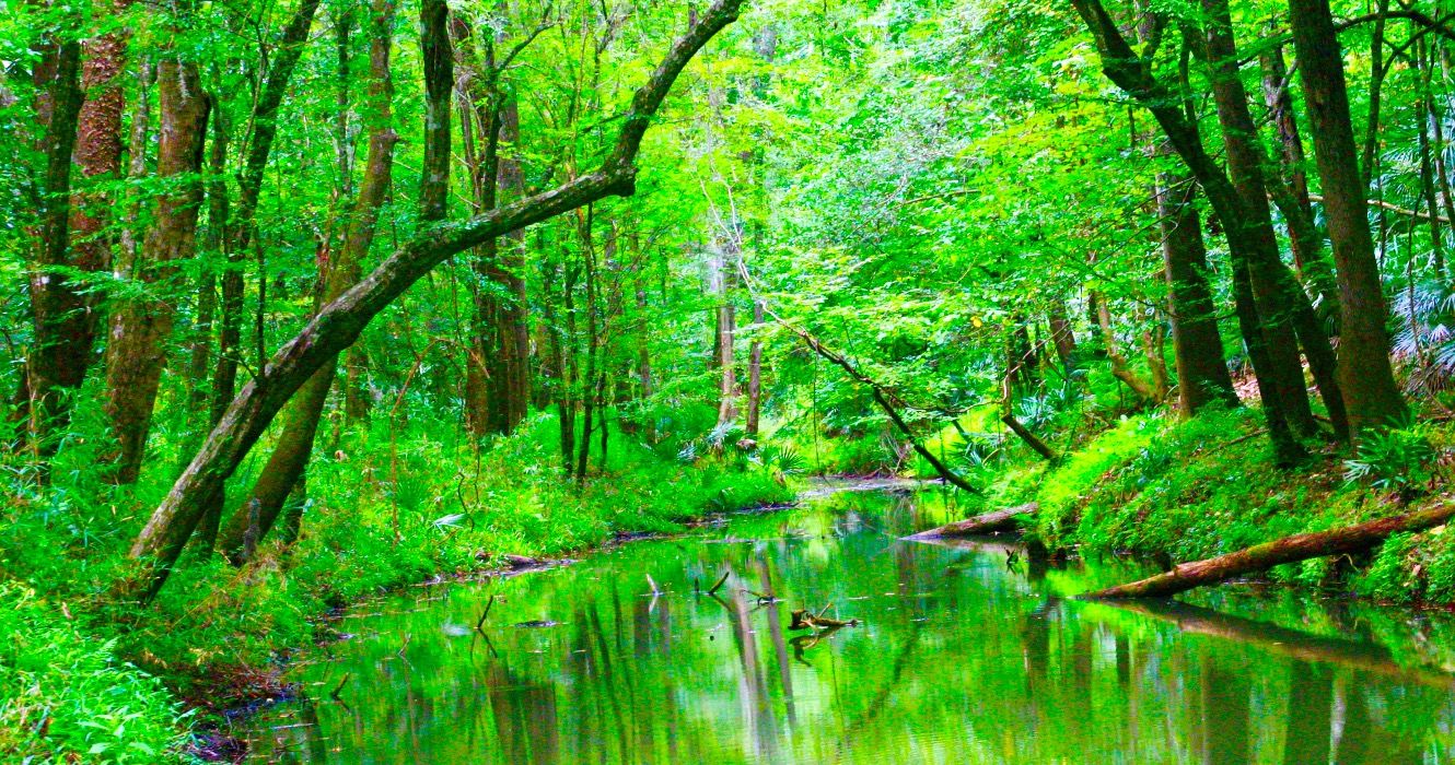 10 Beste State Parks in Florida mit malerischen Wanderungen