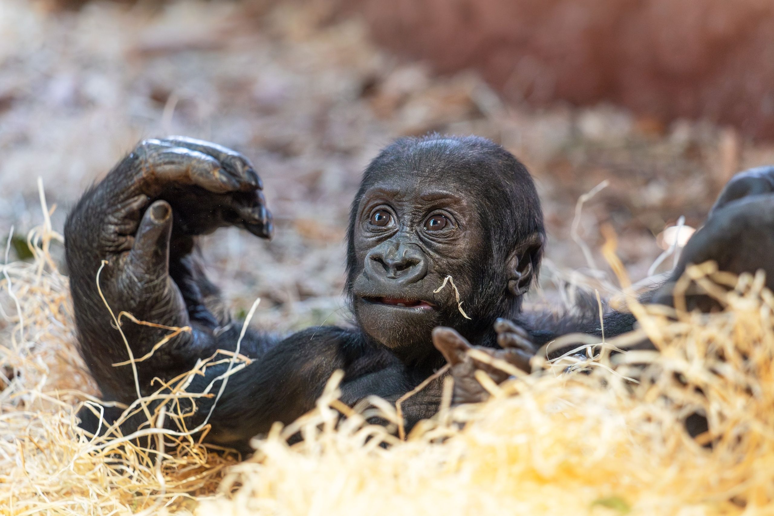 Der sinnlose und tragische Tod des jungen zweijährigen Gorilla im kanadischen Zoo, der durch menschliche Fehler verursacht wird