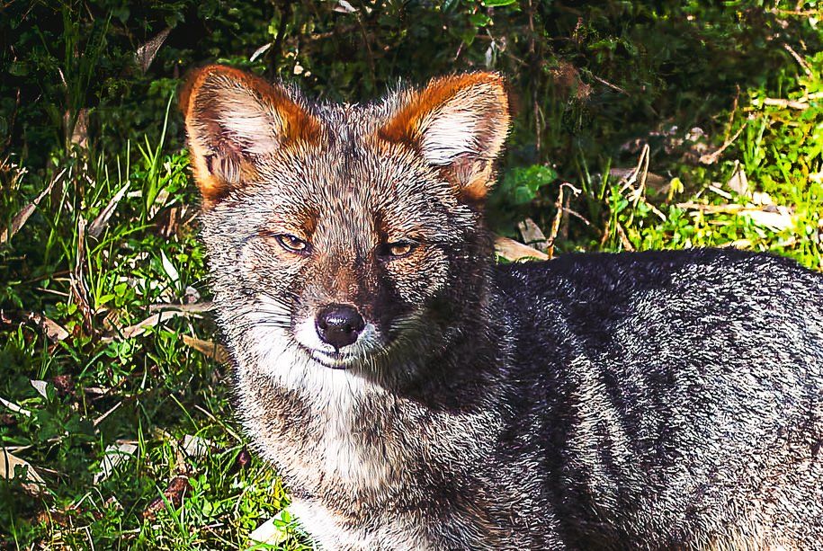 Wissenschaftler versuchen, den Fuchs von Darwin mit Gensequenzierung zu retten, da seine Zahlen unter 1.000 dauern